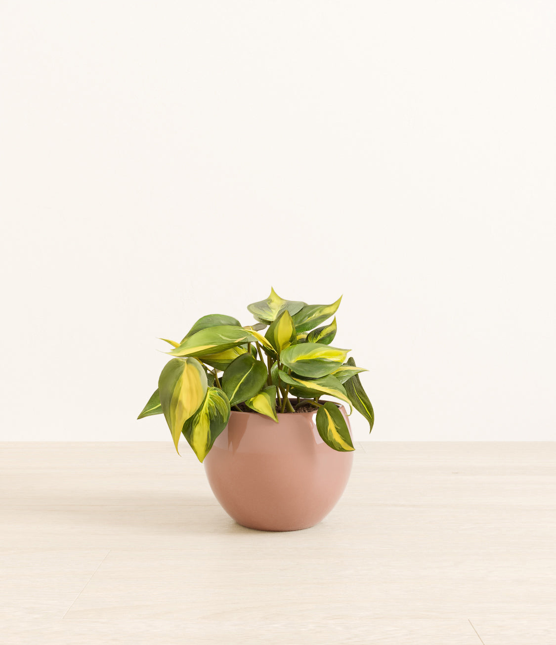 Philodendron_Brazil_monet_old_rose.jpg