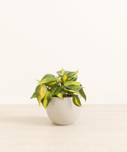 Scandens Brazil - Medium Monet