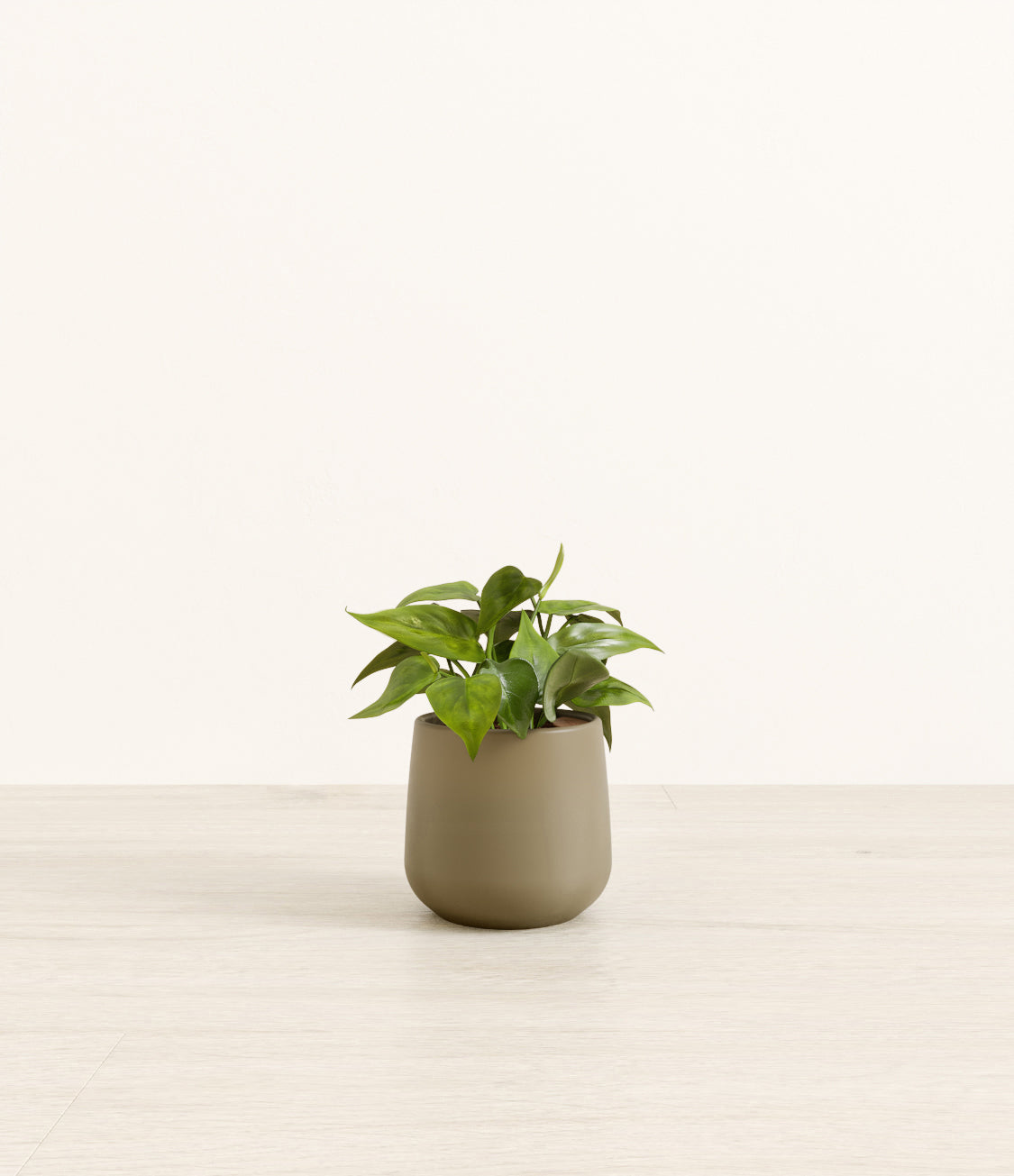 Philodendron_amber_army_green.jpg