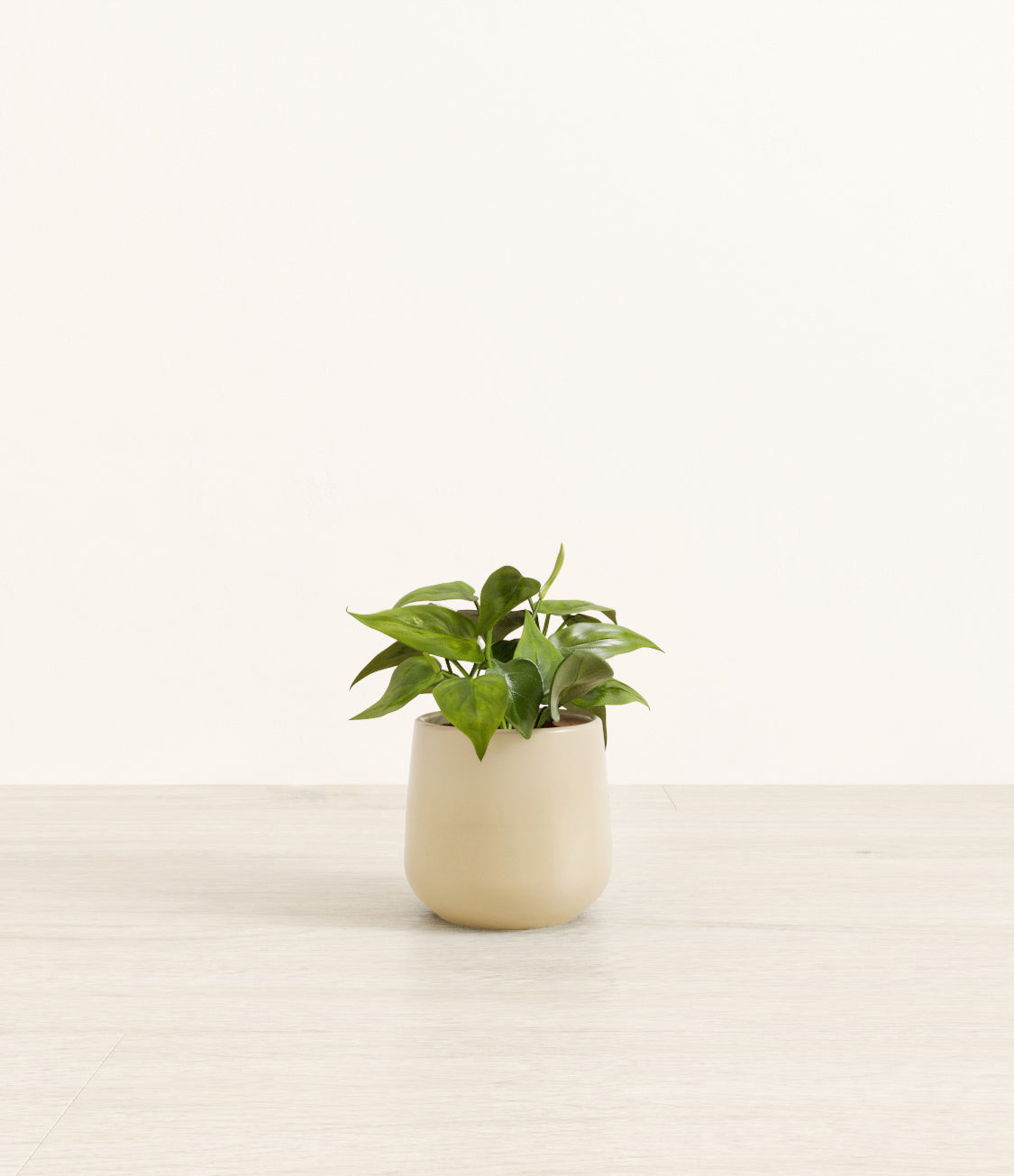 Philodendron_amber_beige.jpg