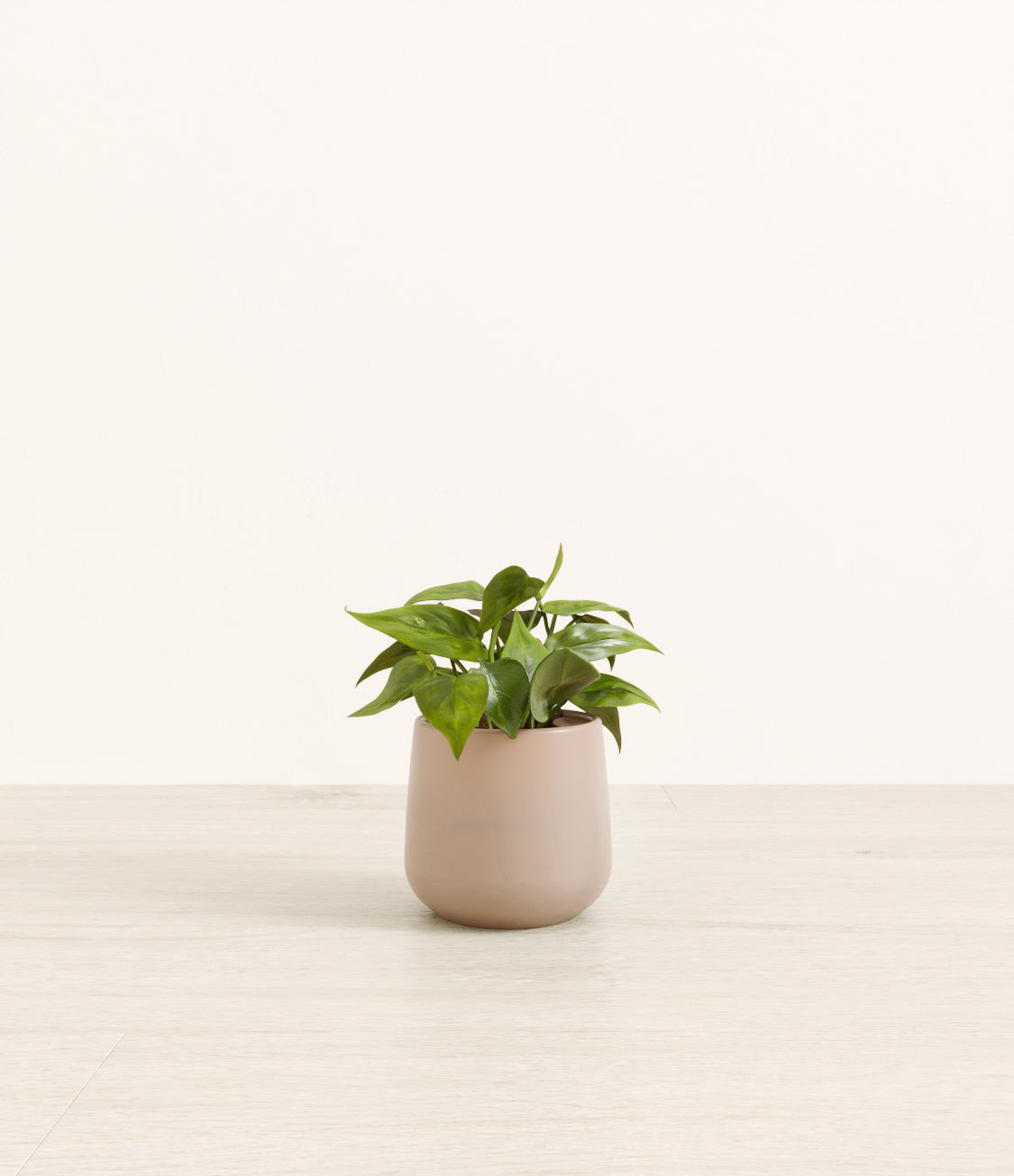 Philodendron_amber_light_grey.jpg