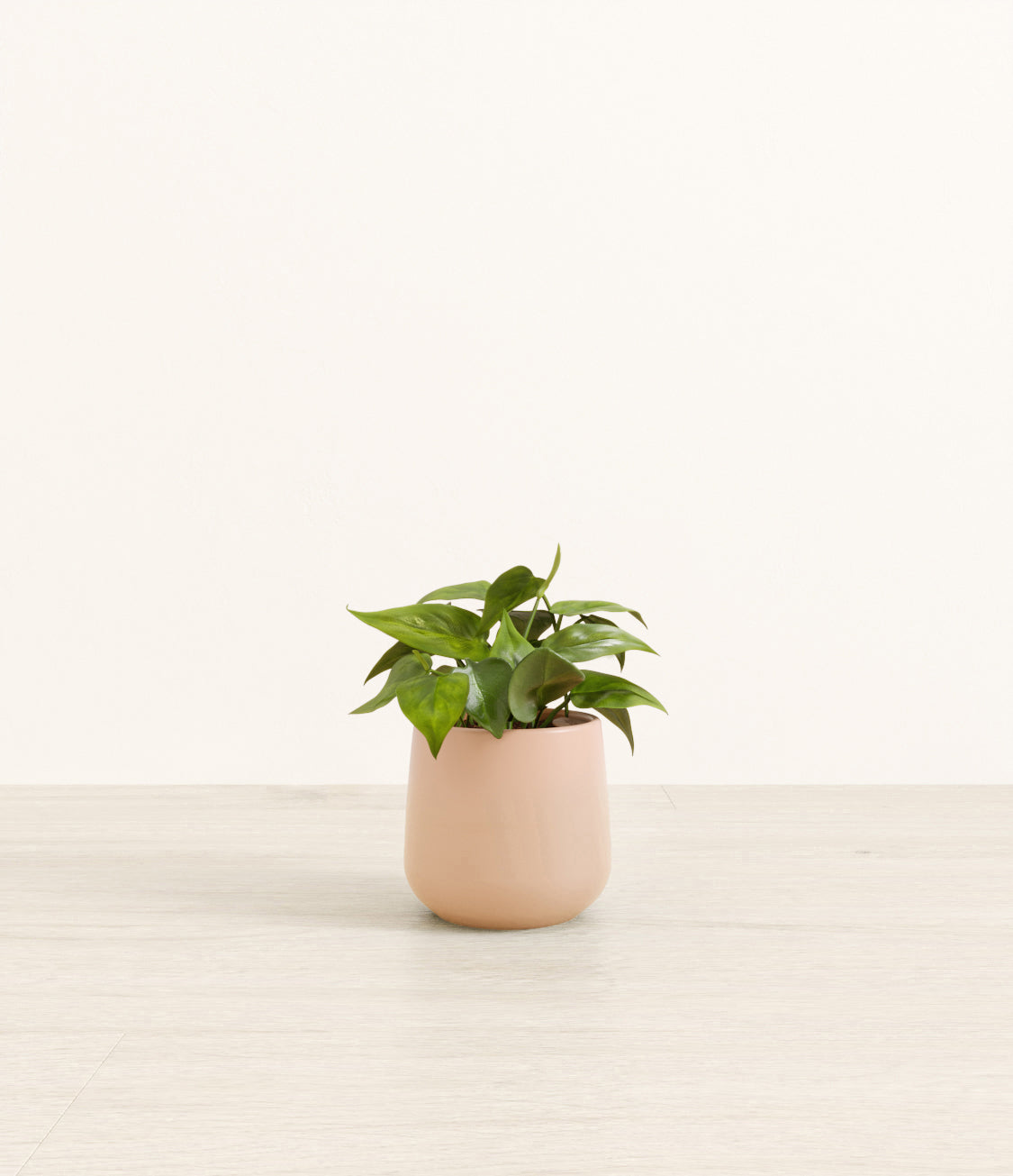 Philodendron_amber_light_pink.jpg