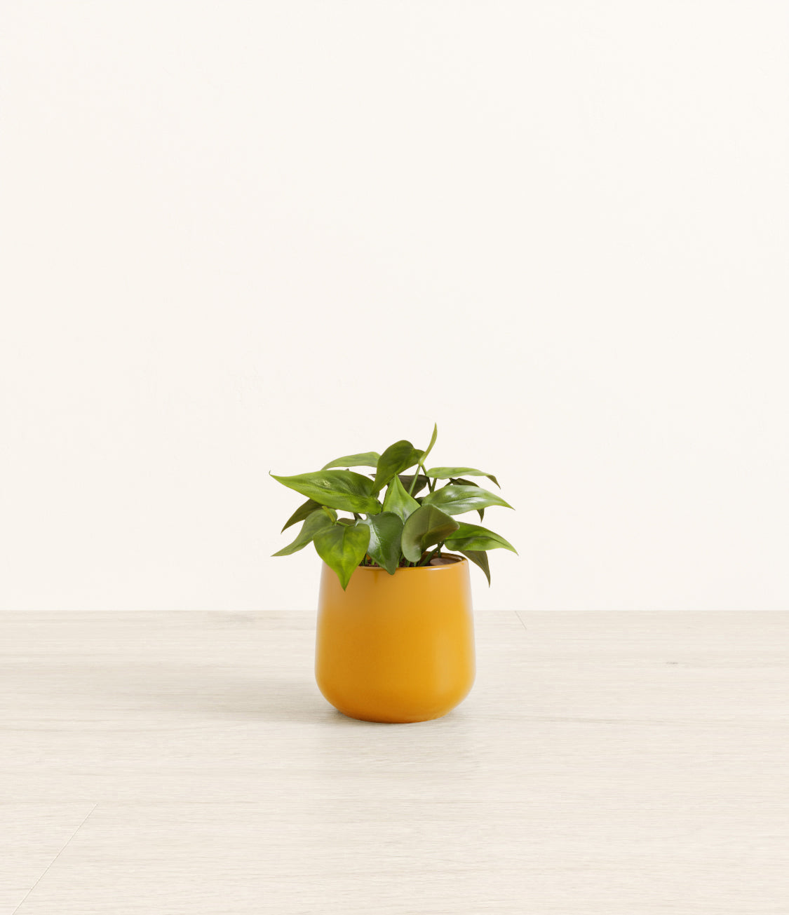 Philodendron_amber_mustard_yellow.jpg