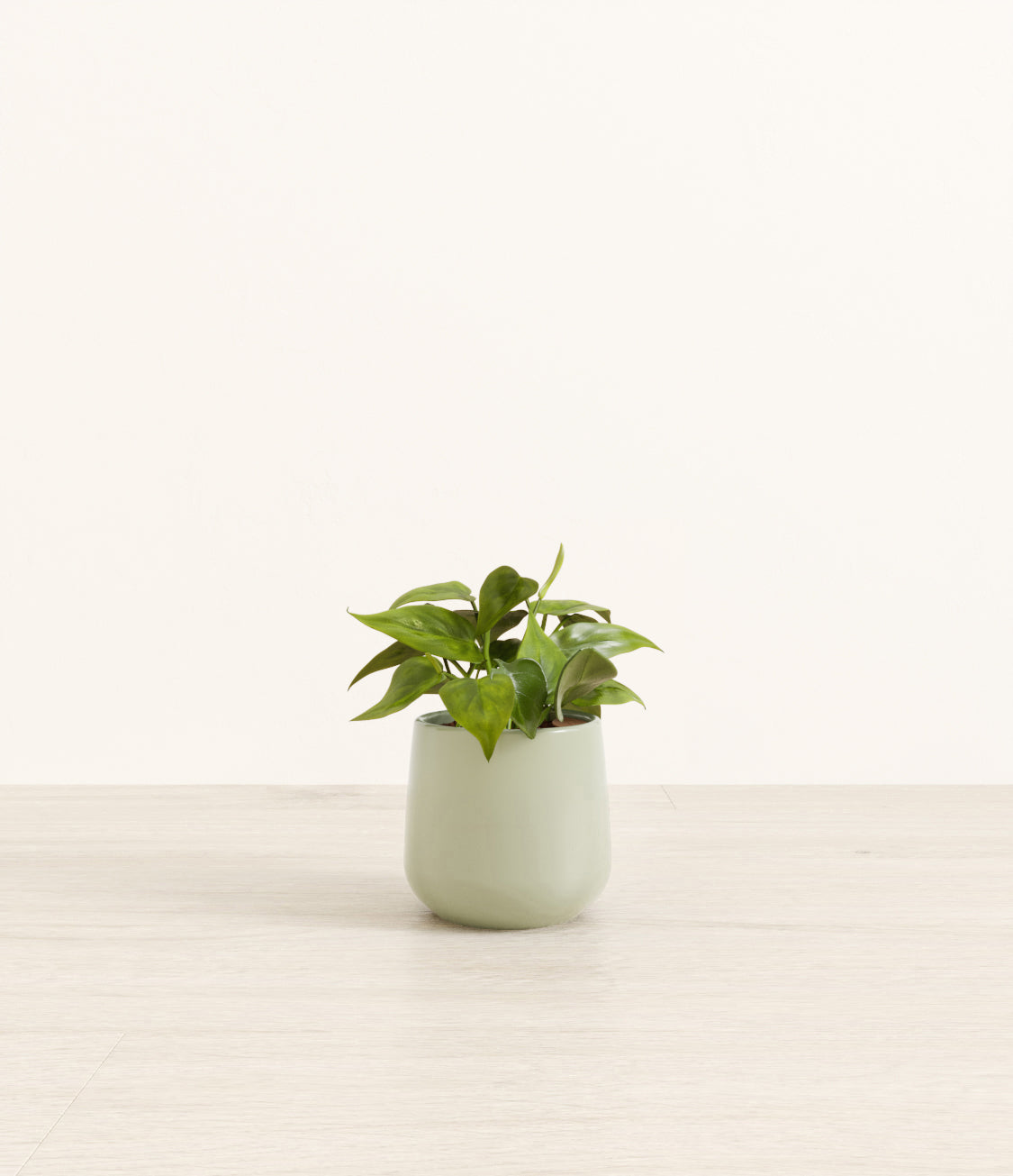 Philodendron_amber_ocean_light.jpg