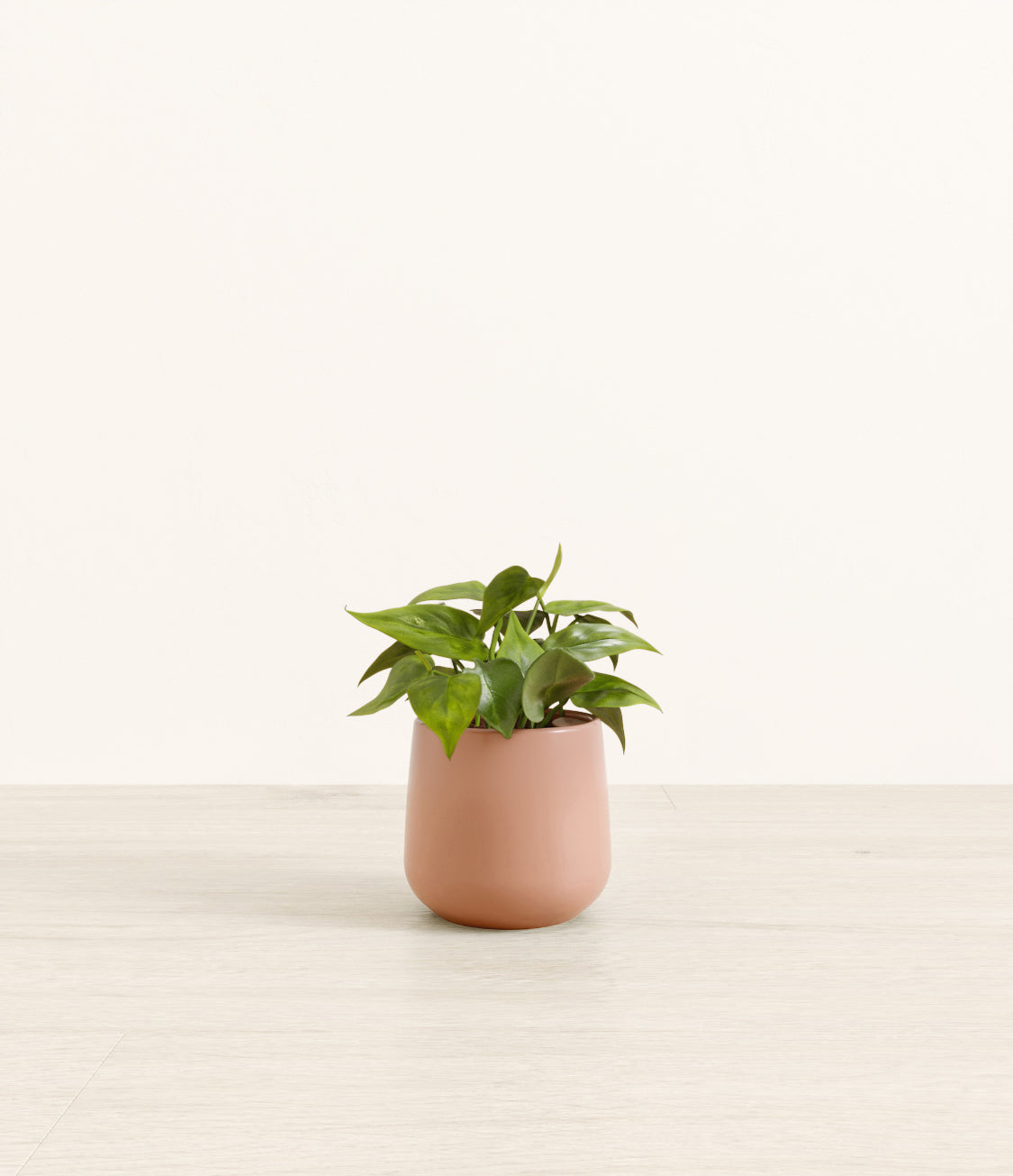 Philodendron_amber_old_rose.jpg