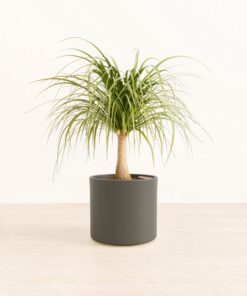 Ponytail Palm - Medium Era