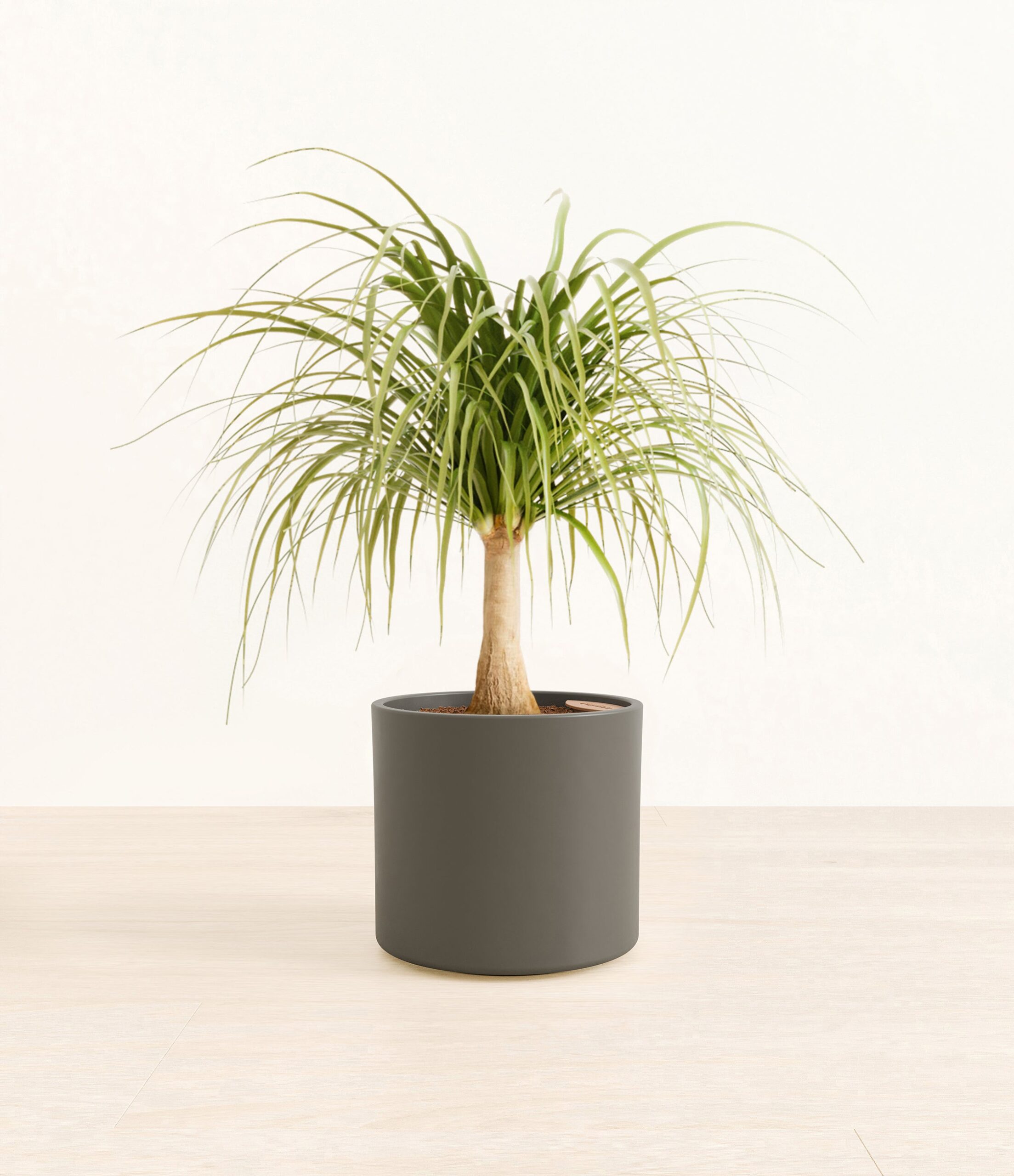 PonytailPalmEra_army_green_without_stand.jpg