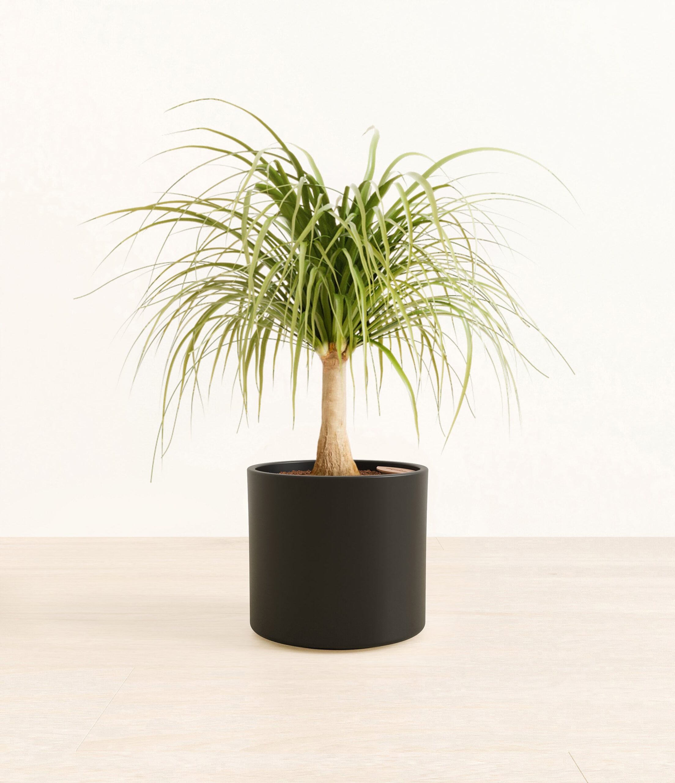 PonytailPalmEra_black_without_stand.jpg