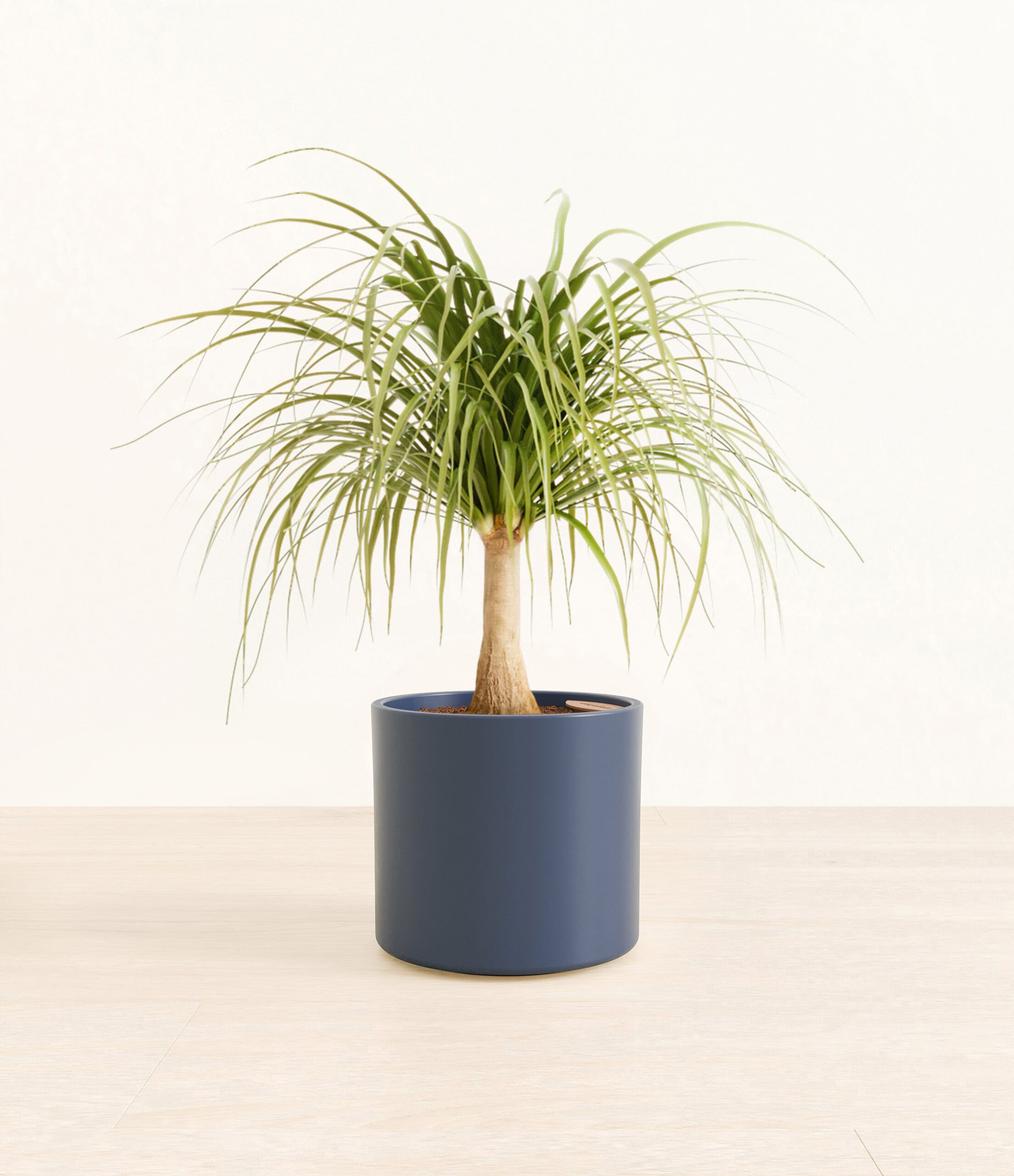 PonytailPalmEra_blue_without_stand.jpg