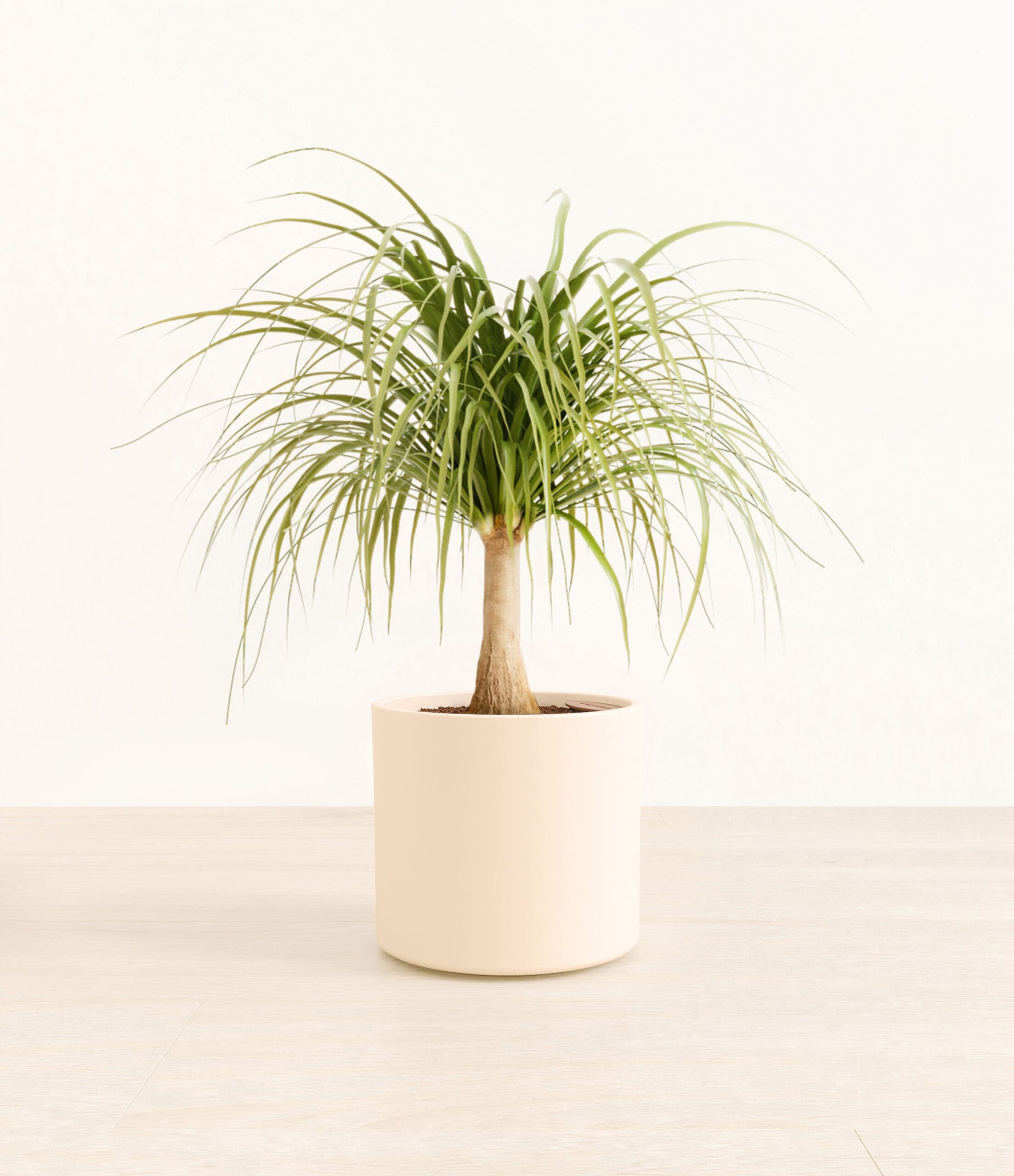 PonytailPalmEra_cream_without_stand.jpg