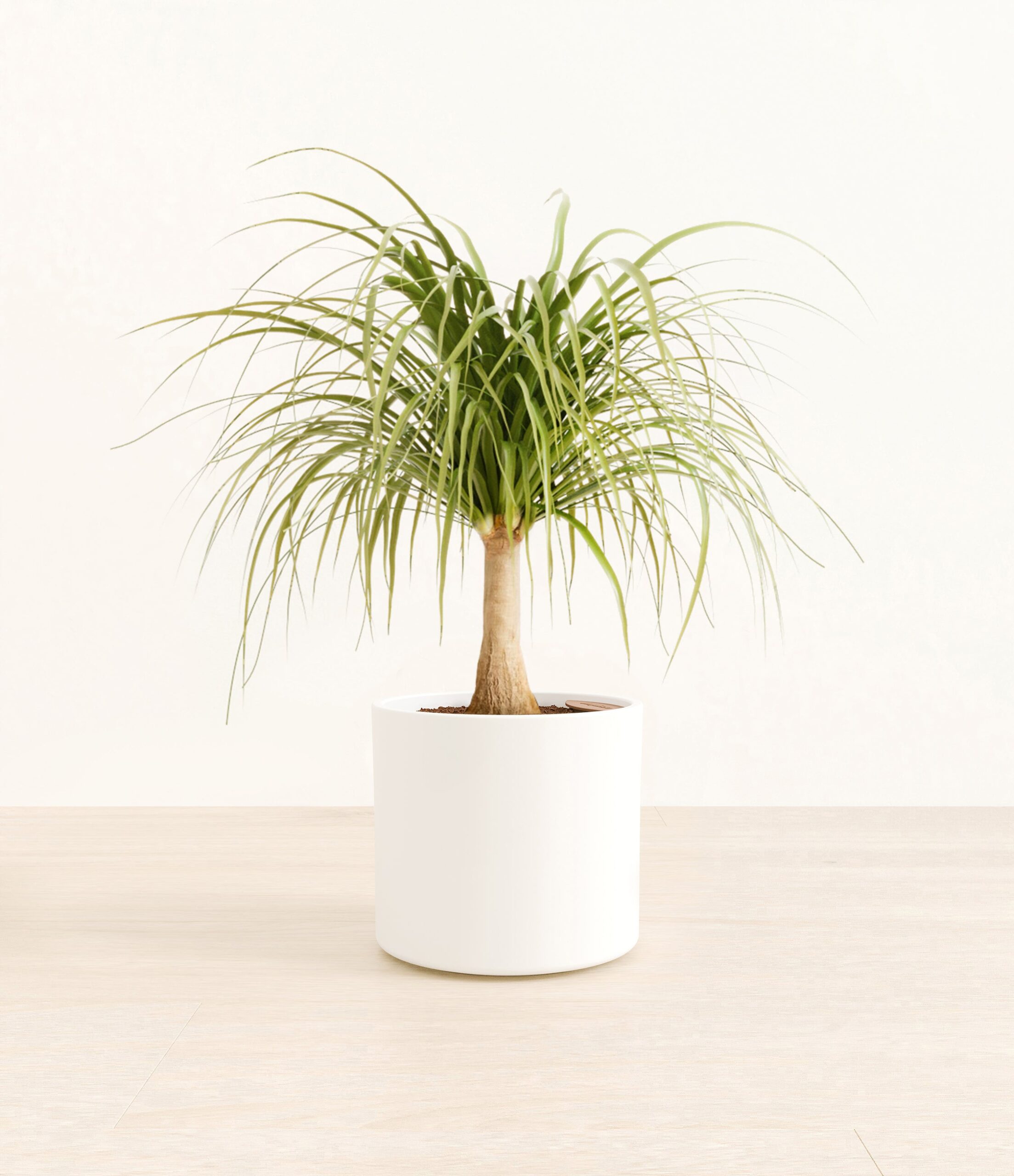 PonytailPalmEra_white_without_stand.jpg