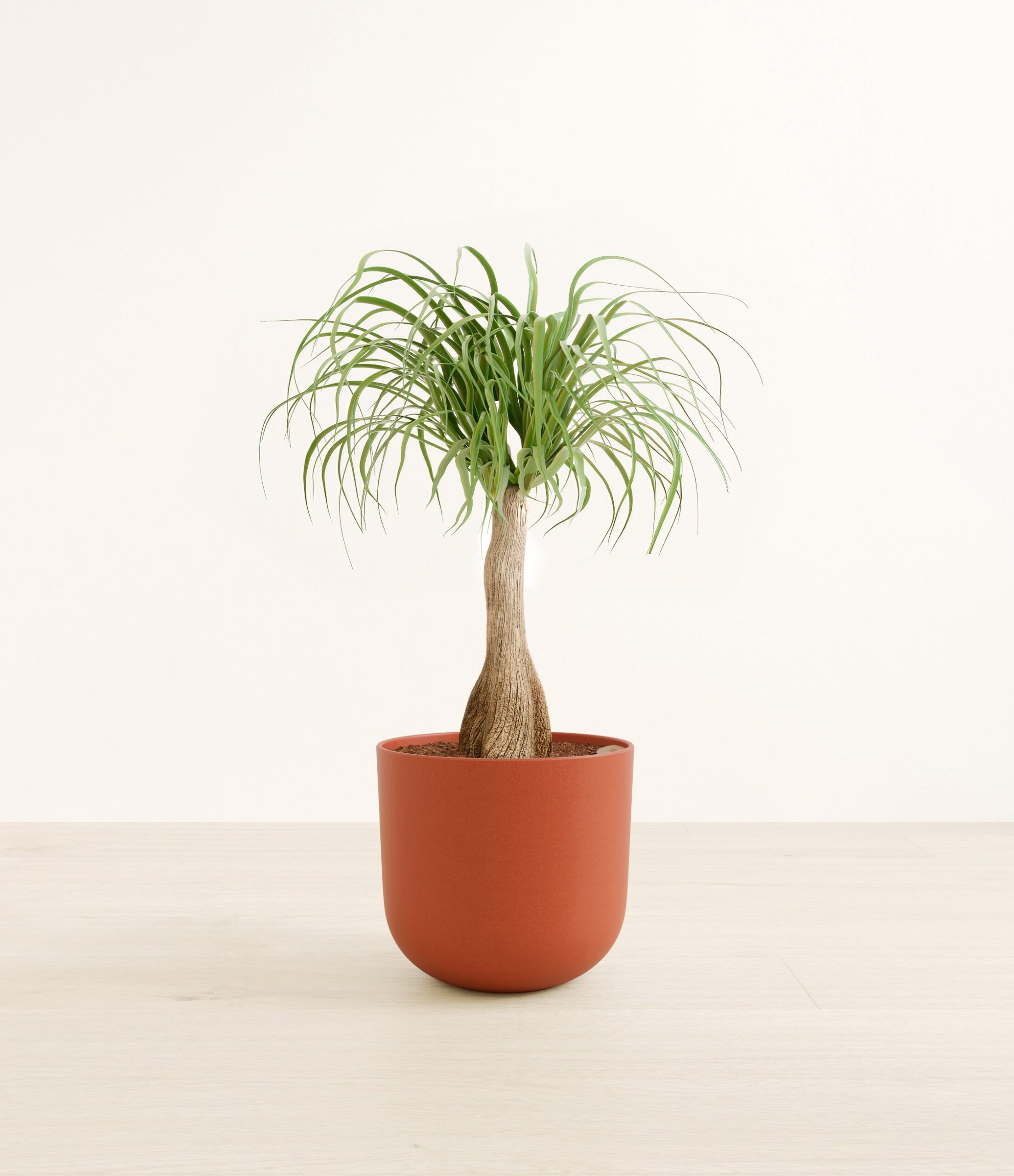 PonytailPalmLarge_Earth_Red_b6ae021c-5bed-49b8-9ea4-2fad6e0a3e9b.jpg