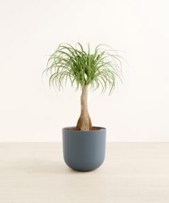 Ponytail Palm - Large Agatha
