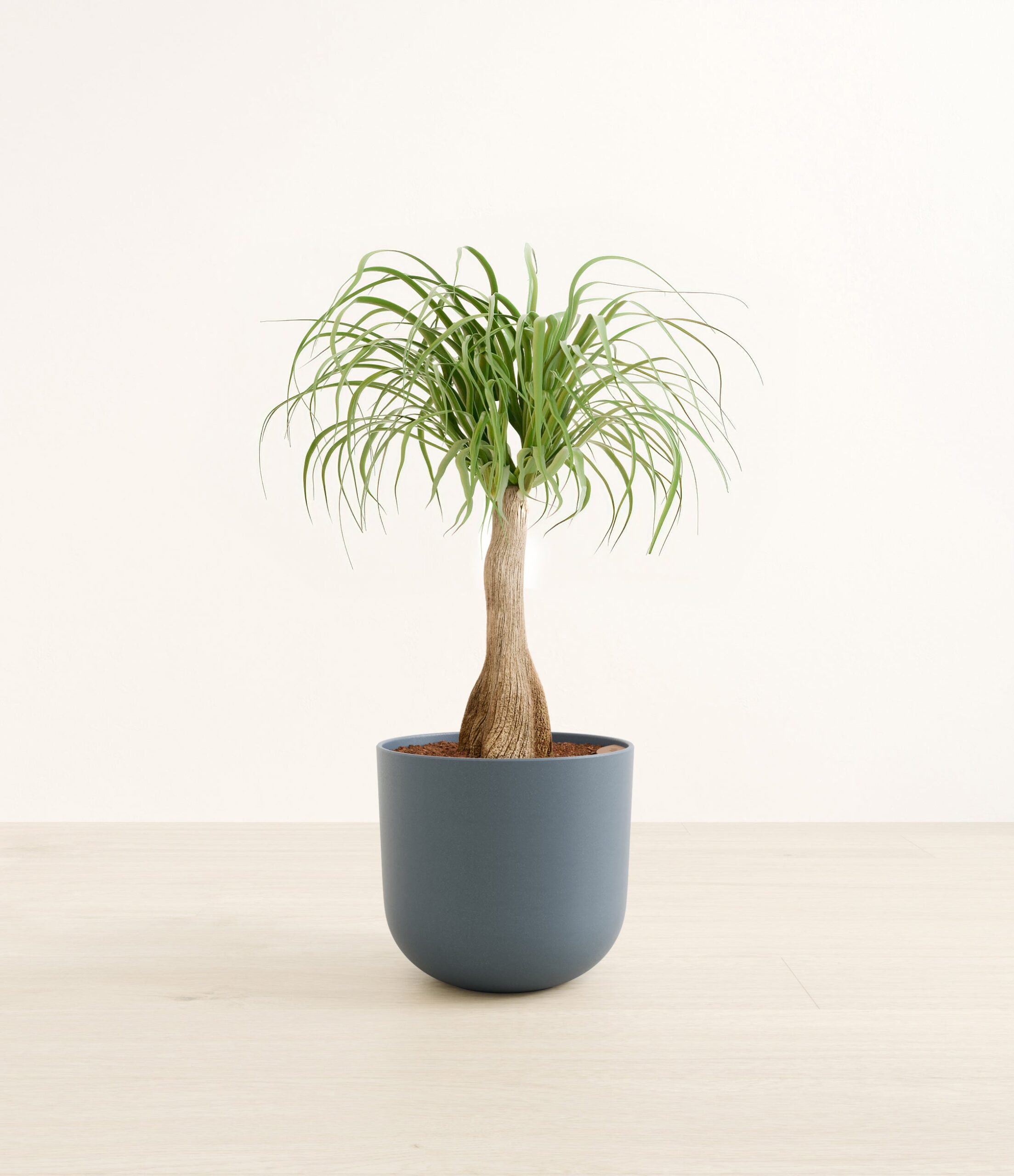 PonytailPalmLarge_Iron_Gray_de4496f8-043a-40bf-bc7a-4115c916d716.jpg