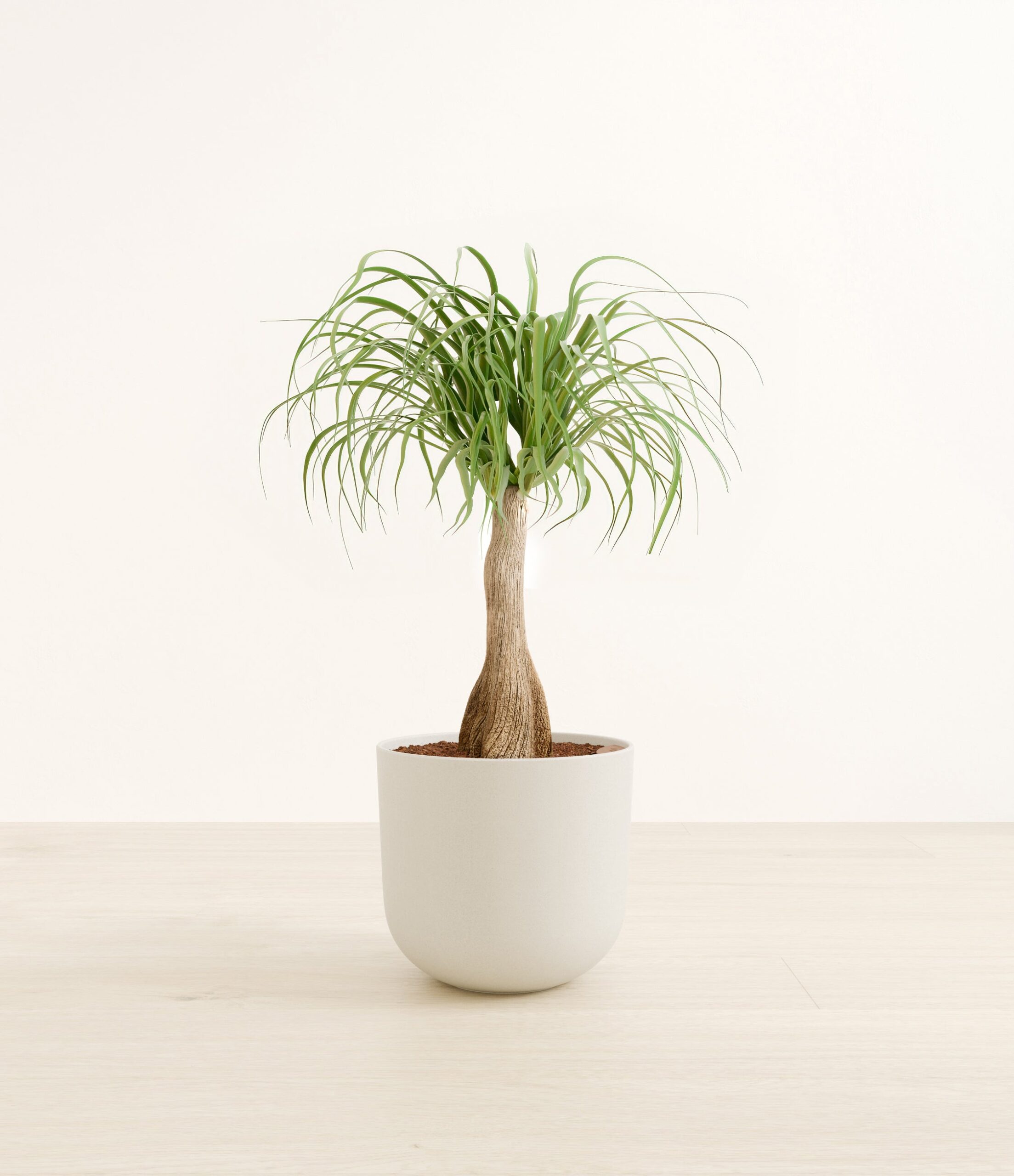 PonytailPalmLarge_Natural_Bamboo_9f3c8feb-ab02-4af9-9334-61a834a7d474.jpg