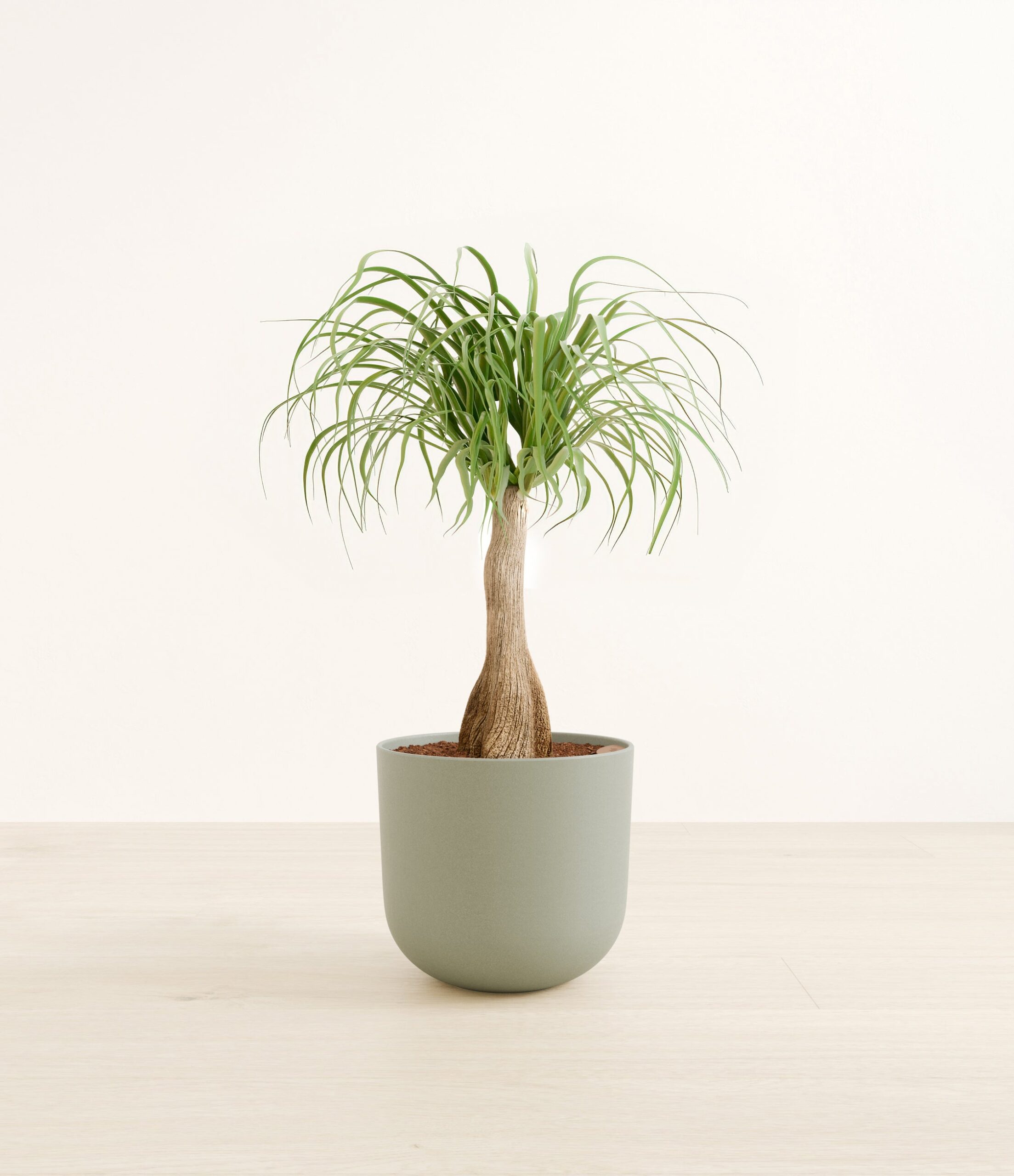 PonytailPalmLarge_Sage_Green.jpg