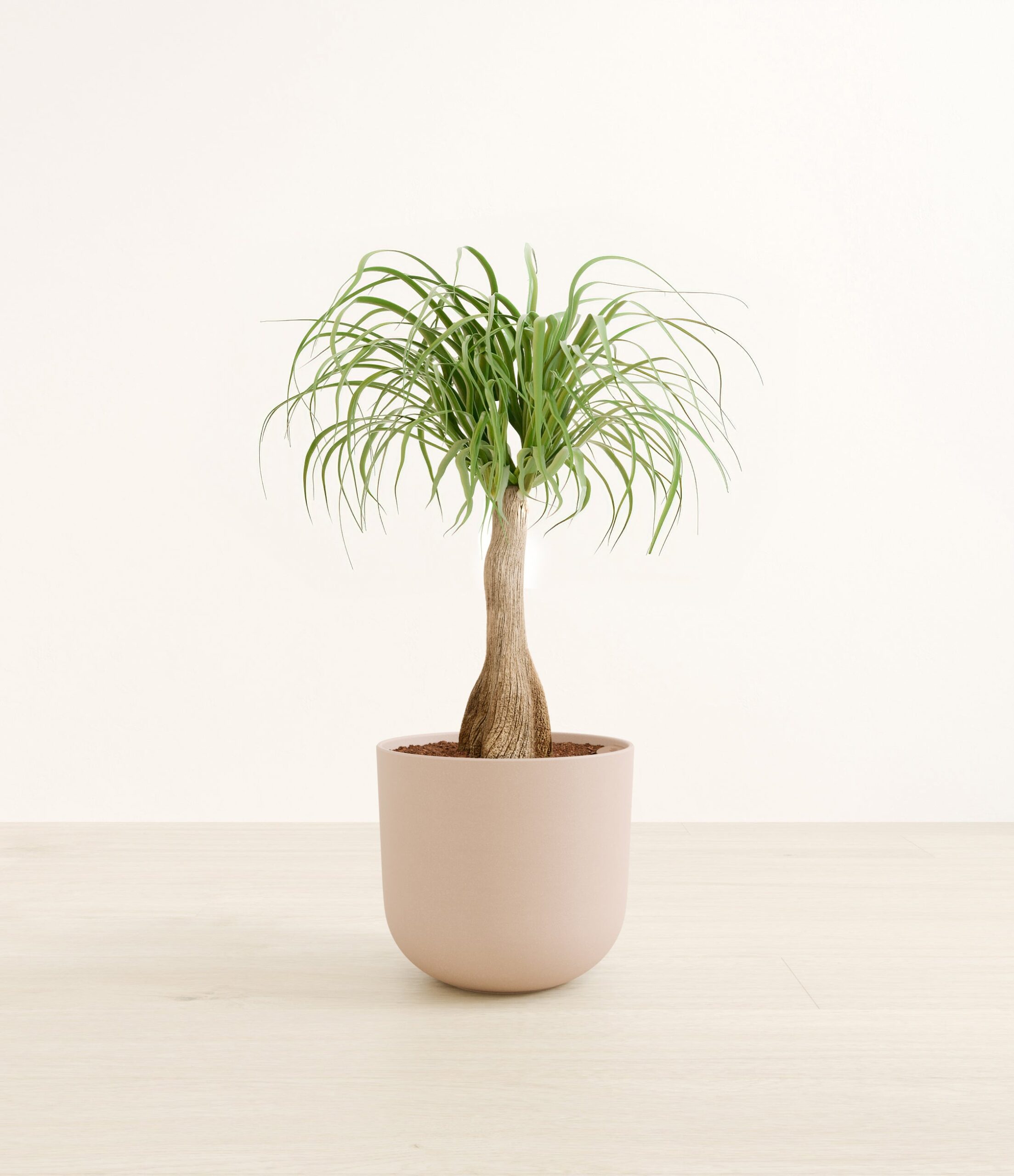 PonytailPalmLarge_Sandy_Pink.jpg