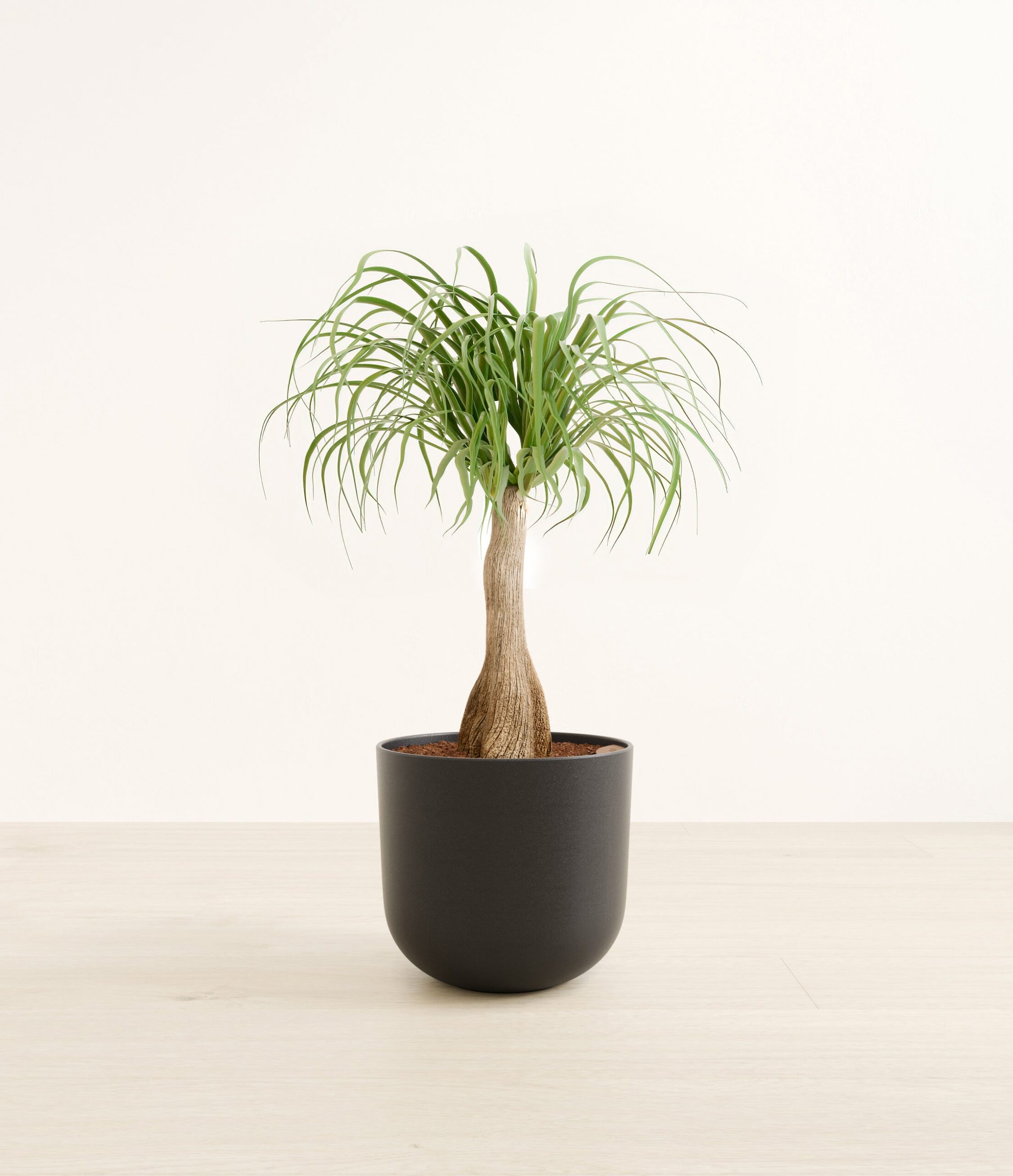 PonytailPalmLarge_Stone_Black_68d5cea9-73b7-4626-96ab-78d5ef178901.jpg
