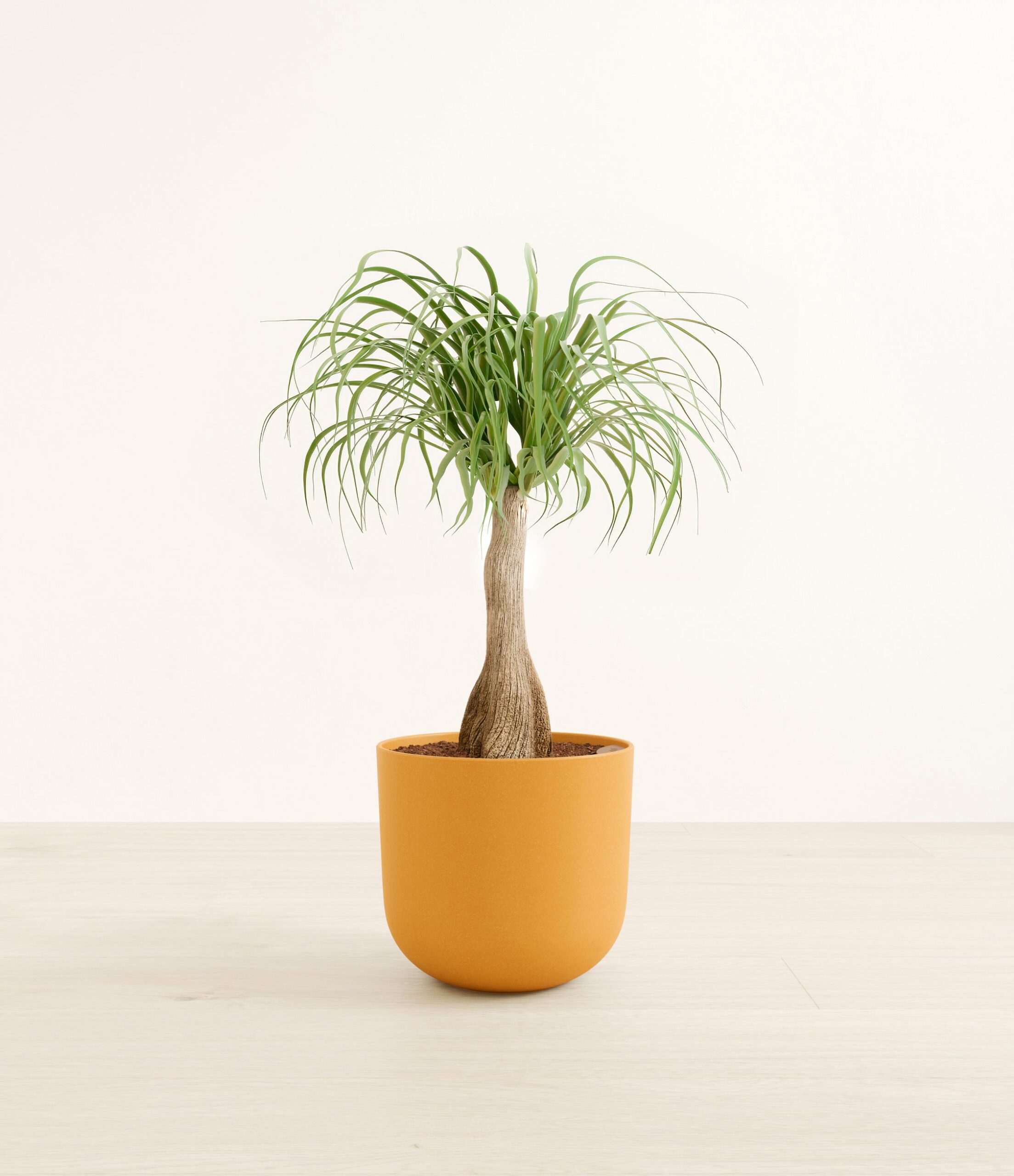 PonytailPalmLarge_Sunset_Orange_ab5a79aa-675e-4803-ba9b-ca741db7c828.jpg