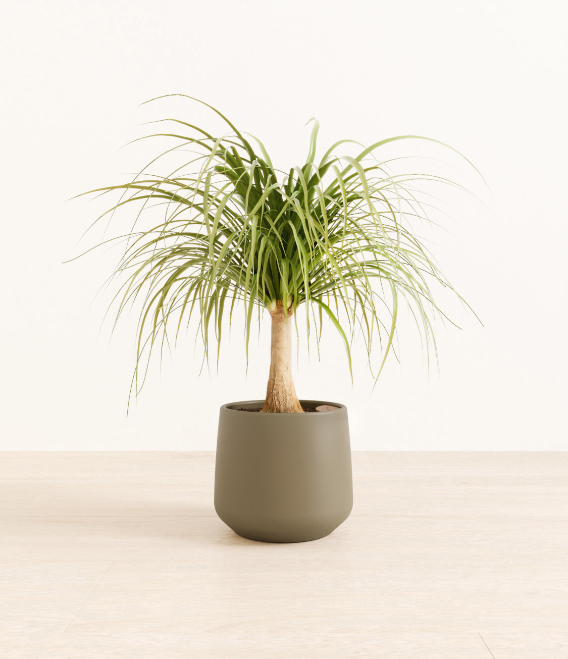 Ponytail_Palm_amber_army_green_c2b4bbf9-fff0-4060-b28e-c24a04e09ced.jpg