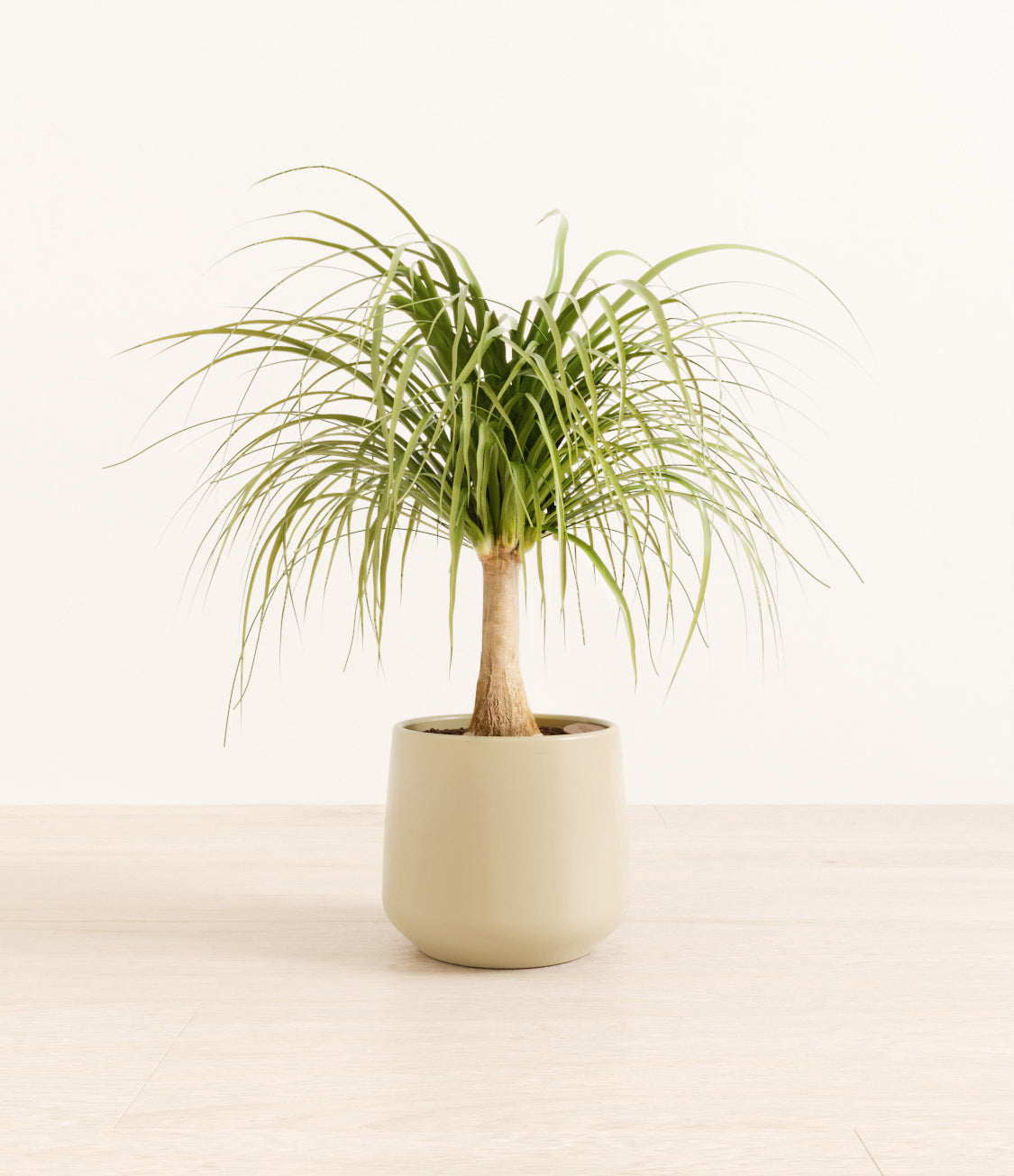Ponytail_Palm_amber_beige_4102538b-480e-4e5c-b32c-4cb251da0cae.jpg