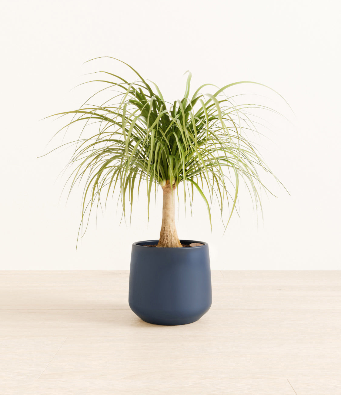 Ponytail_Palm_amber_blue_8854e125-bcf6-49c9-820a-9312d6d66d5b.jpg