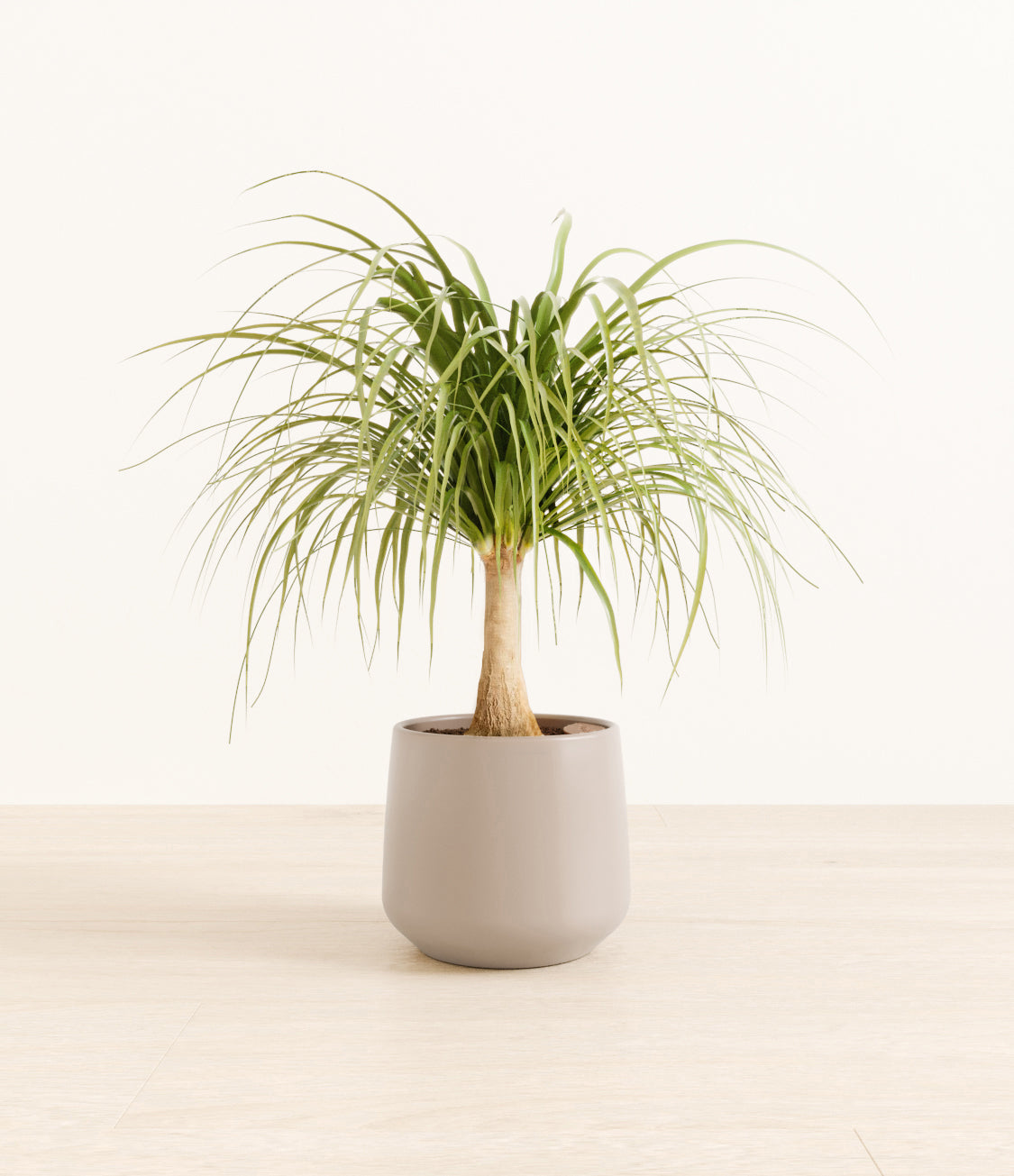 Ponytail_Palm_amber_light_grey_ed733f22-b896-4fc9-acd6-a5e1a5d613d0.jpg