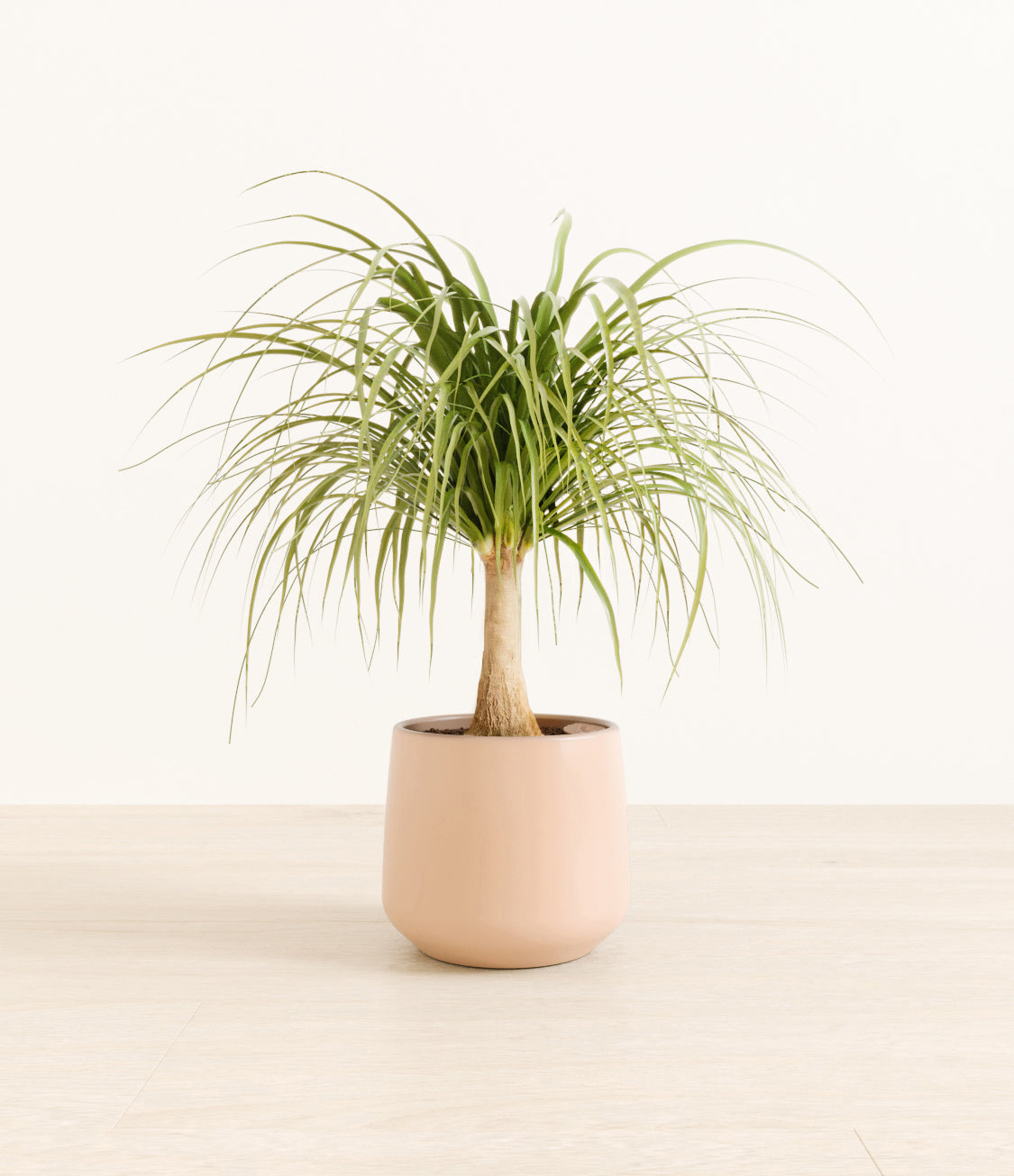 Ponytail_Palm_amber_light_pink_dc515e31-e63b-4dac-8585-23c09991df73.jpg