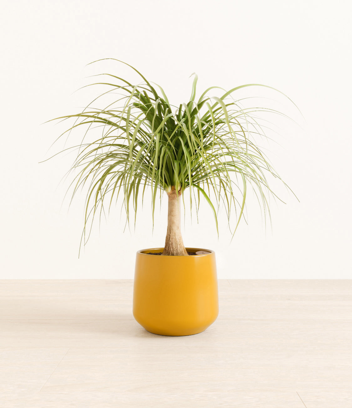 Ponytail_Palm_amber_mustard_yellow_a00105c9-2b48-4db0-af08-cf53c1385ace.jpg