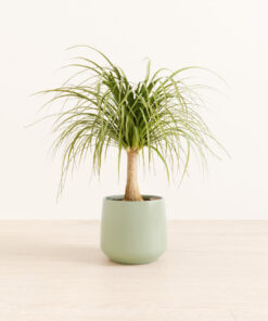 Ponytail Palm - Medium Amber