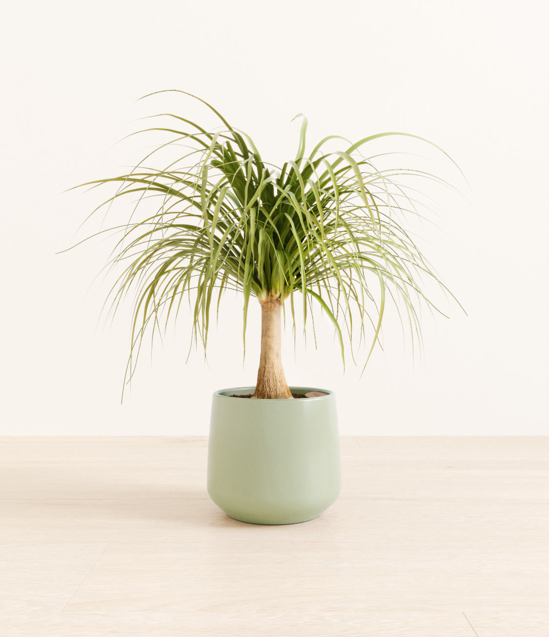 Ponytail_Palm_amber_ocean_light_9fba5d37-1f3d-4220-a35f-e79fefca8c12.jpg