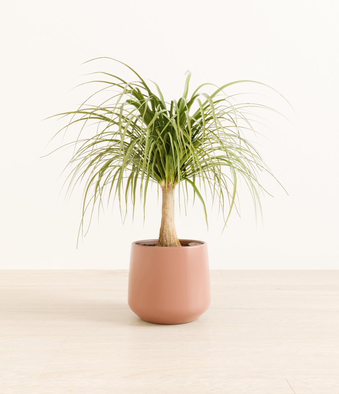 Ponytail_Palm_amber_old_rose_3c730cac-624e-4480-93a0-7c03b247c11d.jpg