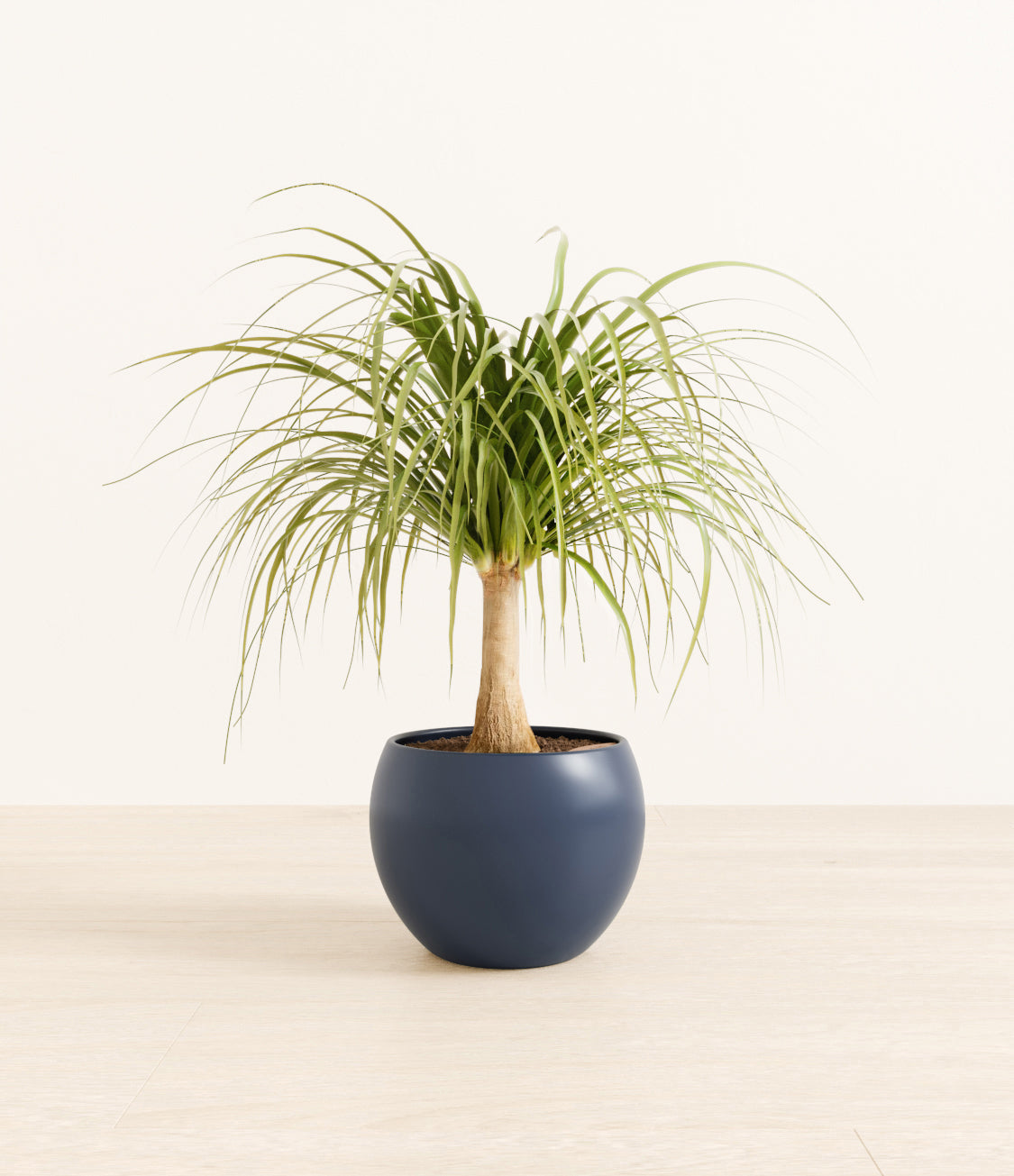 Ponytail_Palm_monet_bluestudiorender.jpg