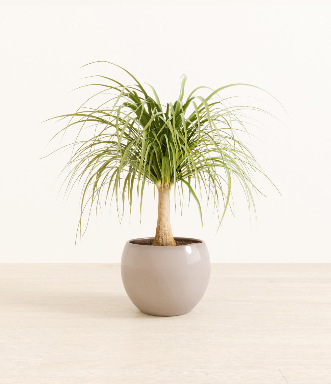 Ponytail_Palm_monet_brownstudiorender.jpg