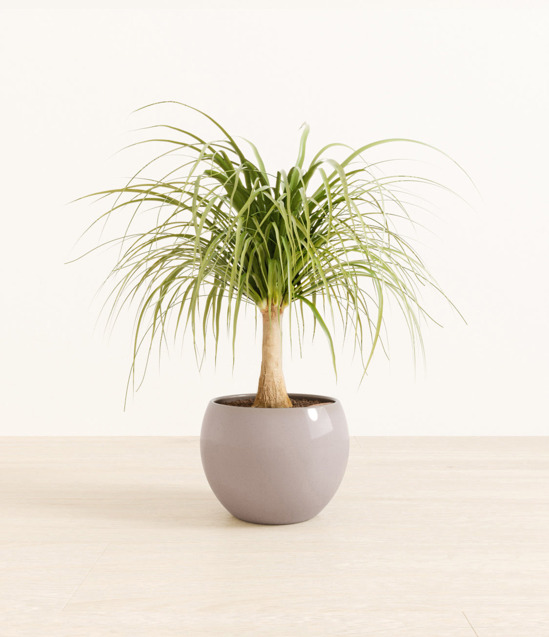 Ponytail_Palm_monet_greystudiorender.jpg
