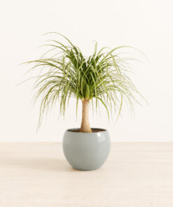 Ponytail Palm - Medium Monet