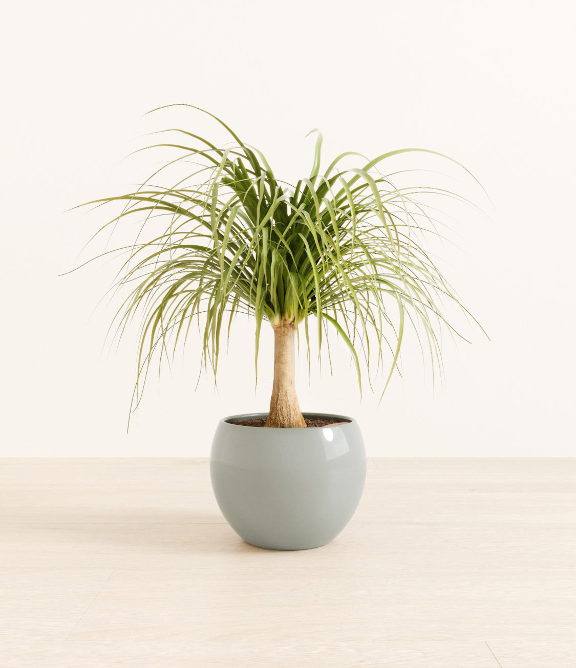 Ponytail_Palm_monet_oceanstudiorender.jpg
