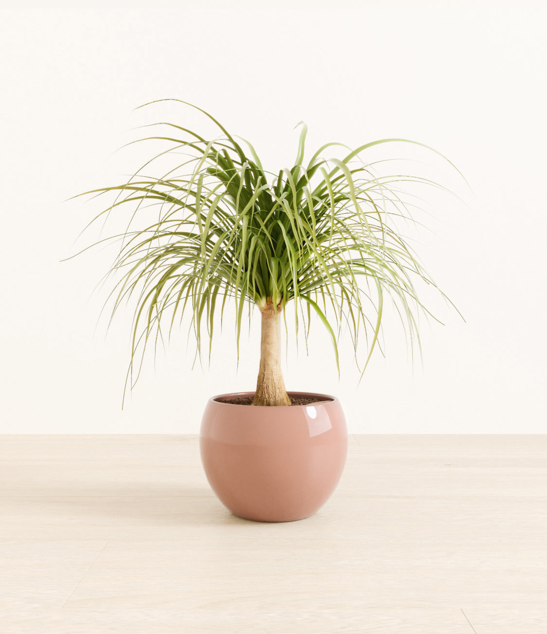 Ponytail_Palm_monet_old_rosestudiorender.jpg