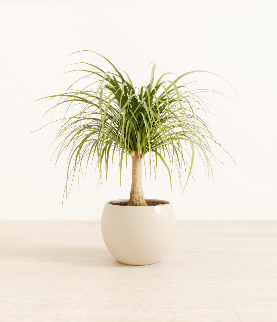 Ponytail_Palm_monet_white_creamstudiorender.jpg