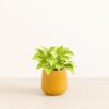 Neon Pothos - Medium Amber