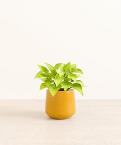 Neon Pothos - Medium Amber