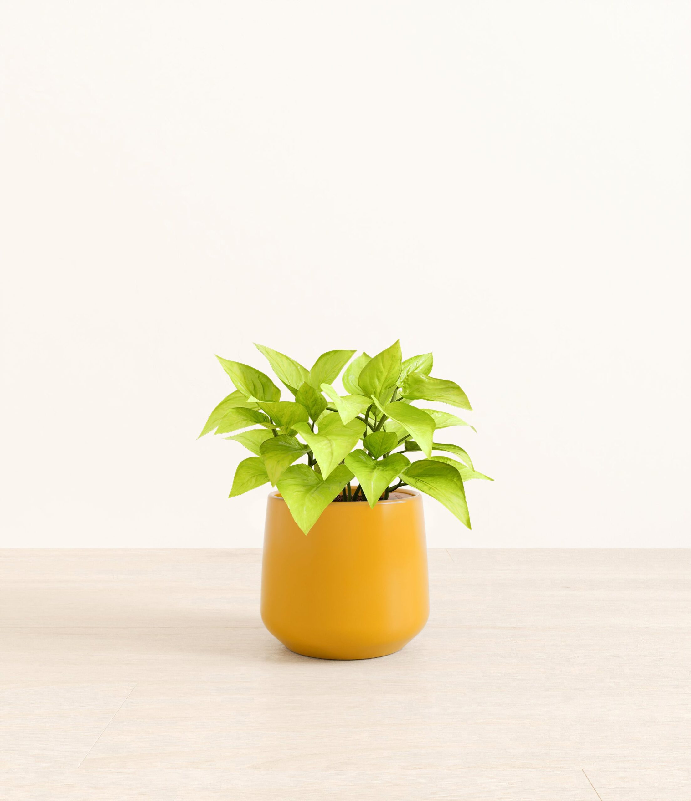 PothosNeonAmber_medium_mustard_yellow.jpg