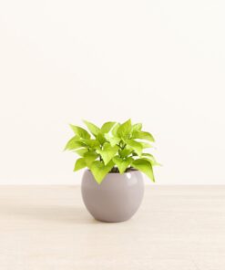 Neon Pothos - Medium Monet