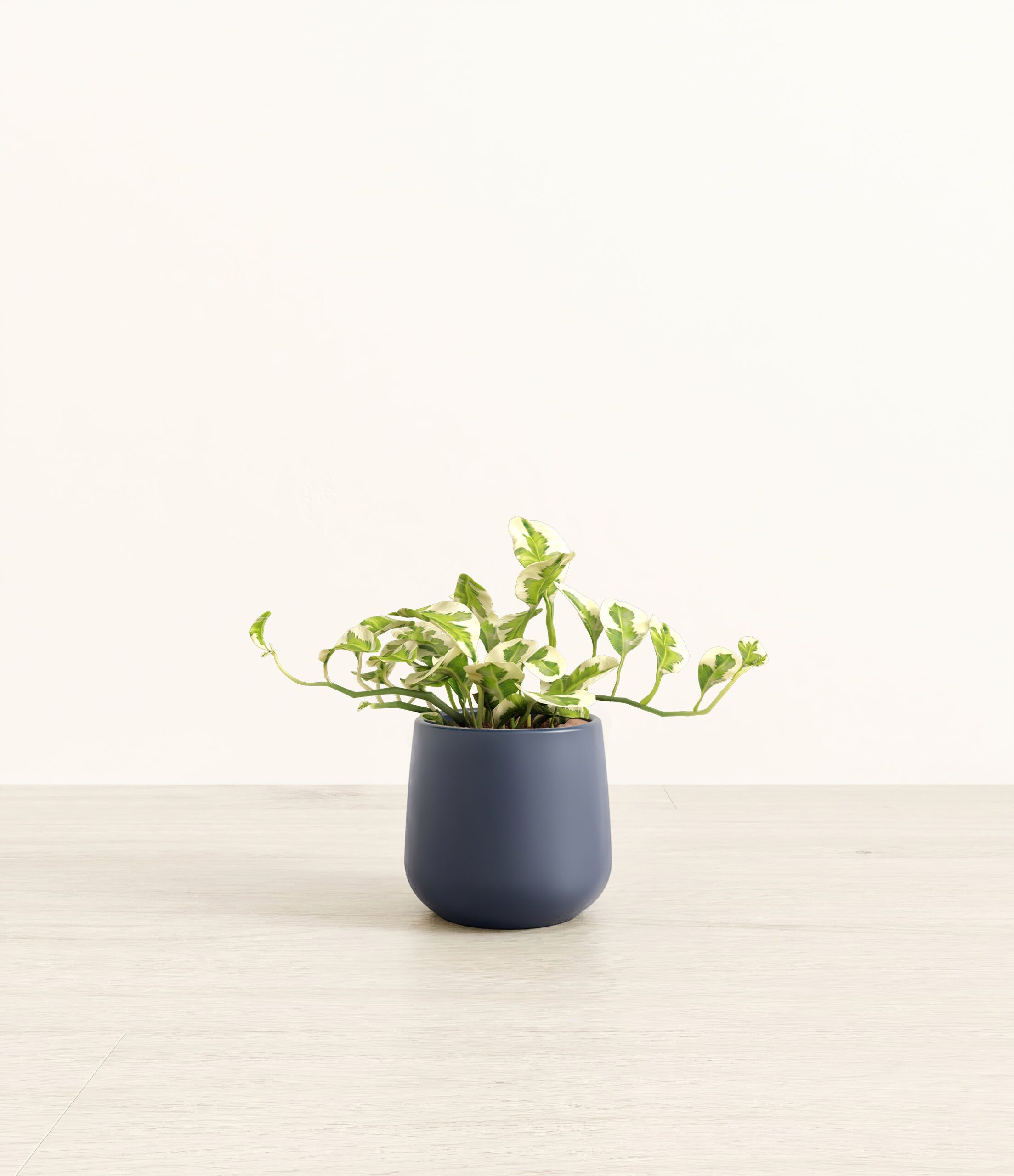 PothosNjoyAmber_small_blue.jpg