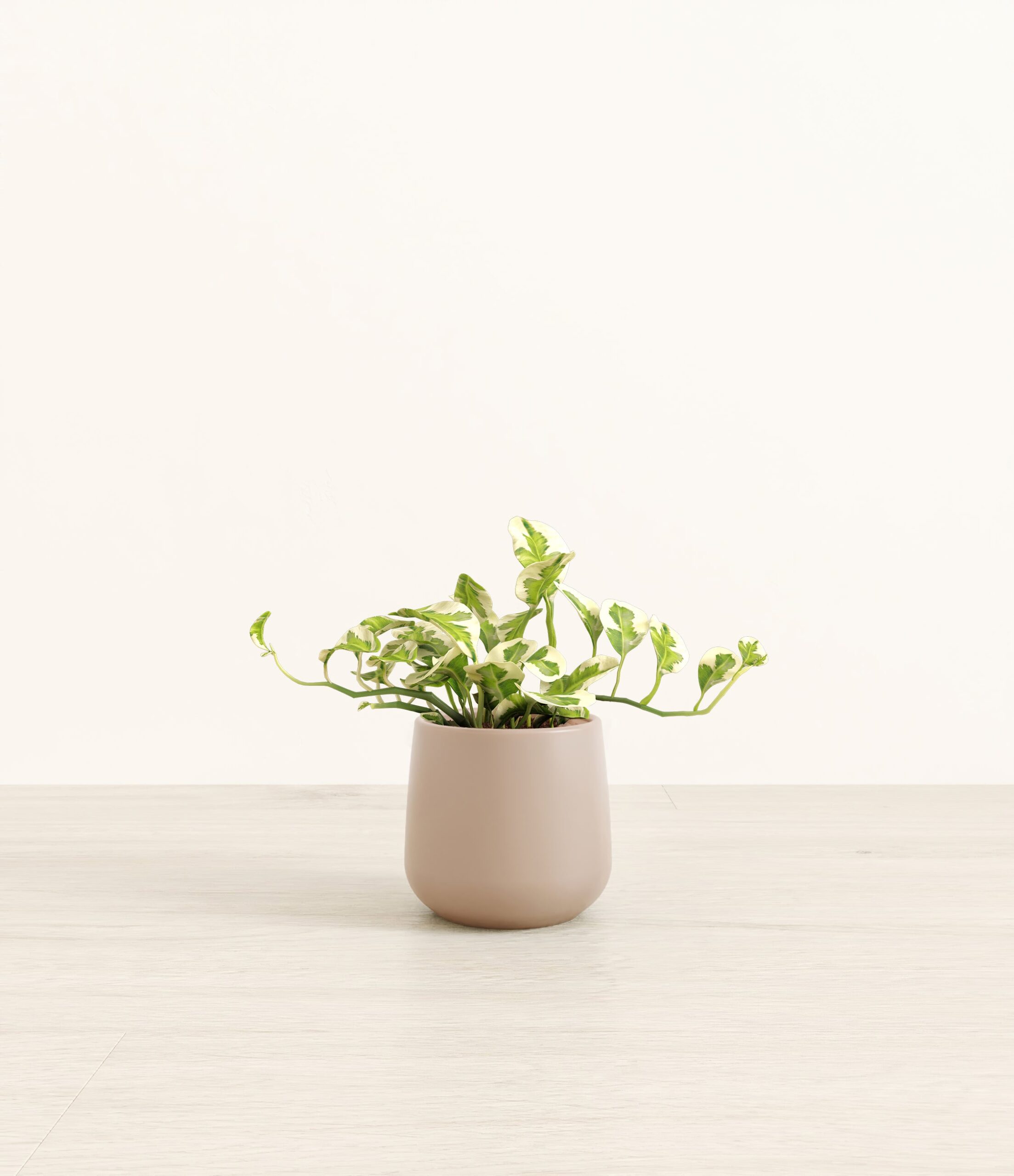 PothosNjoyAmber_small_light_grey.jpg