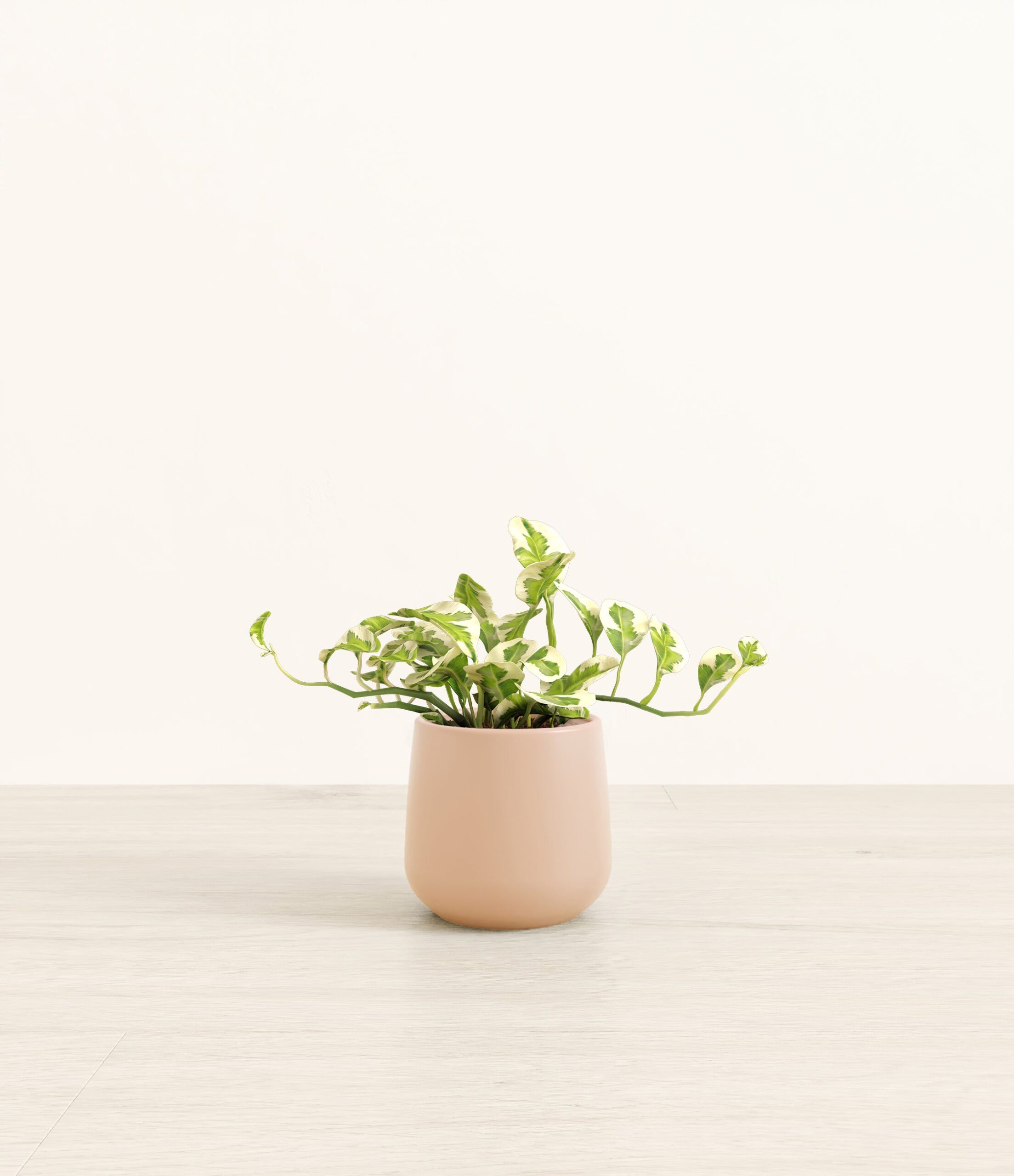 PothosNjoyAmber_small_light_pink.jpg