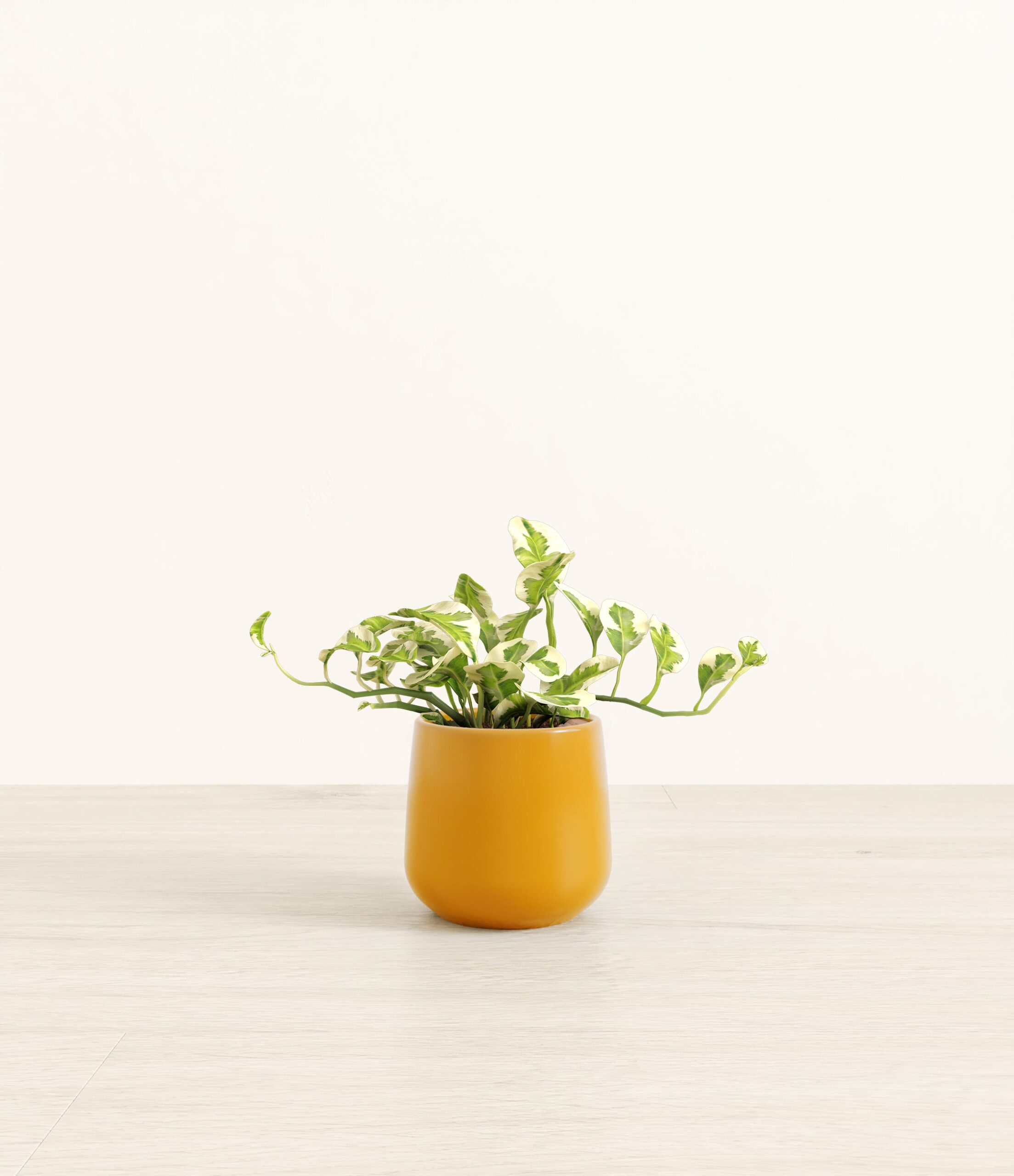 PothosNjoyAmber_small_mustard_yellow.jpg