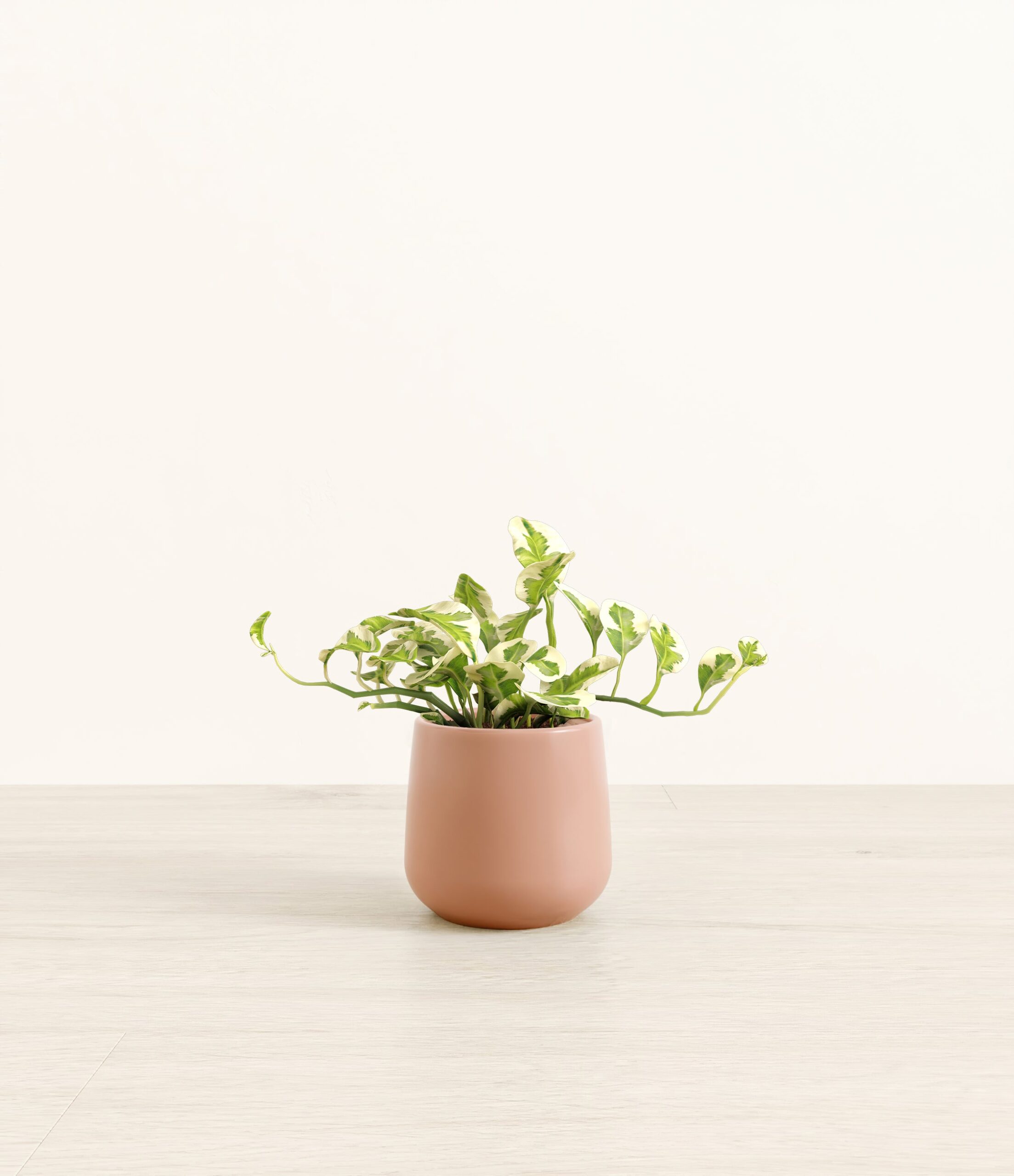 PothosNjoyAmber_small_old_rose.jpg
