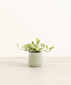 Pothos Njoy - Small Amber