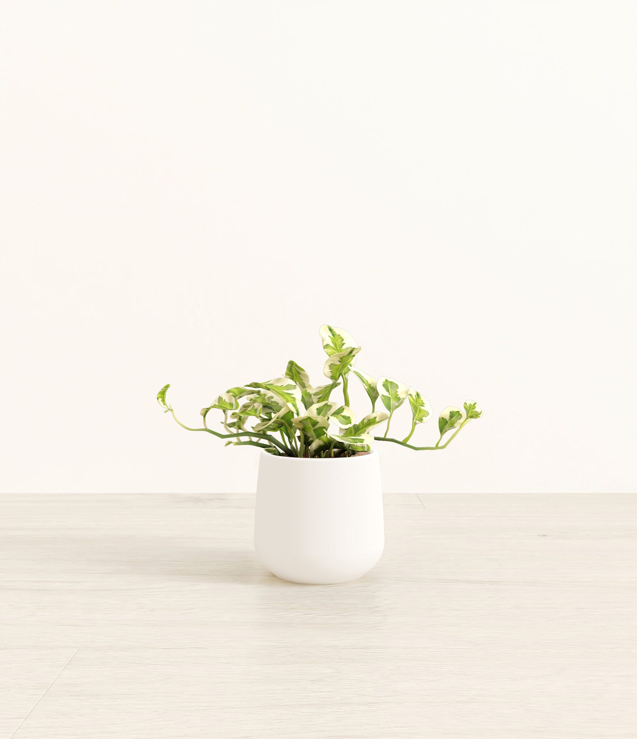 PothosNjoyAmber_small_white.jpg